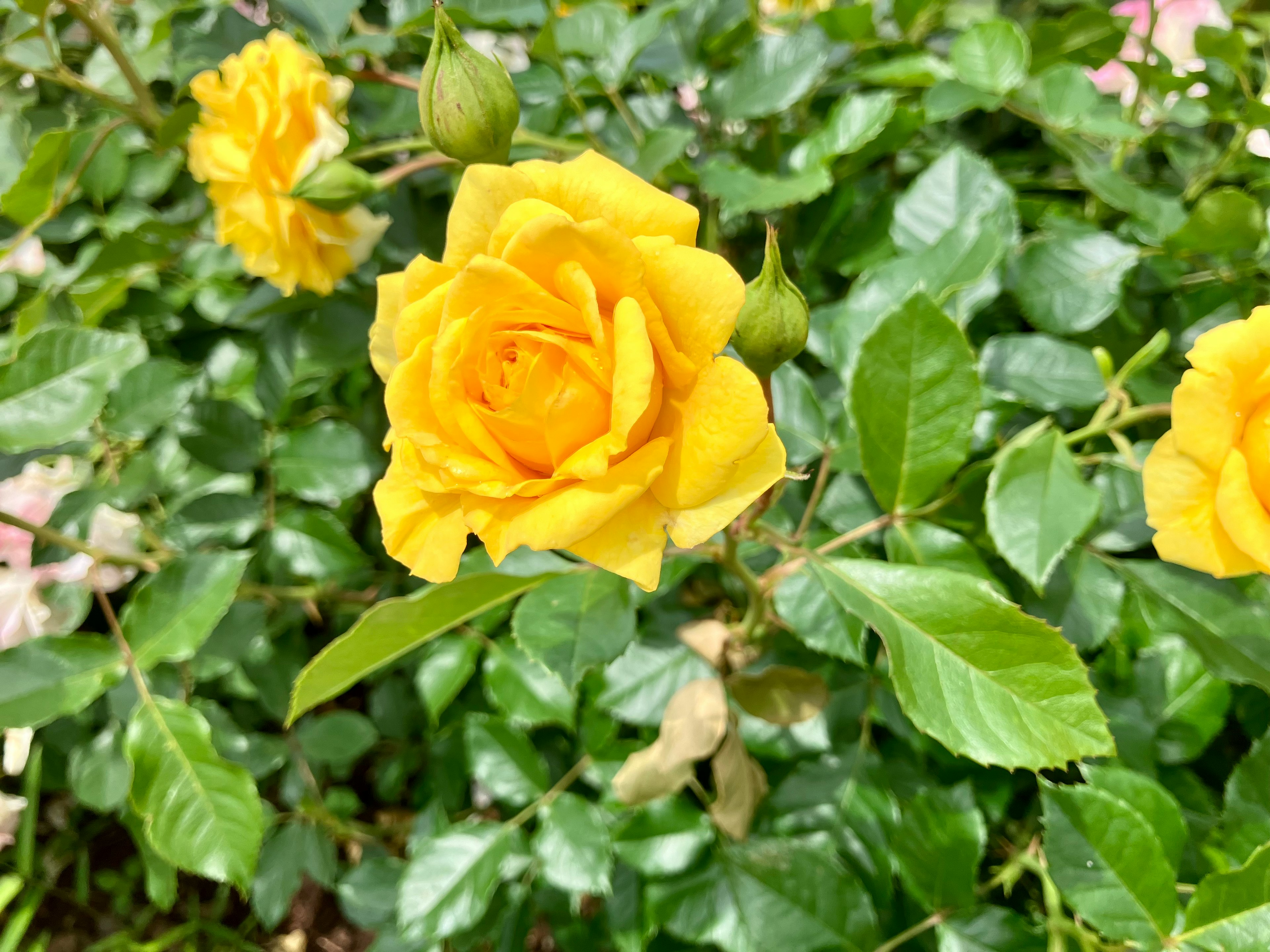 Close-up of a vibrant yellow rose flower with lush green leaves