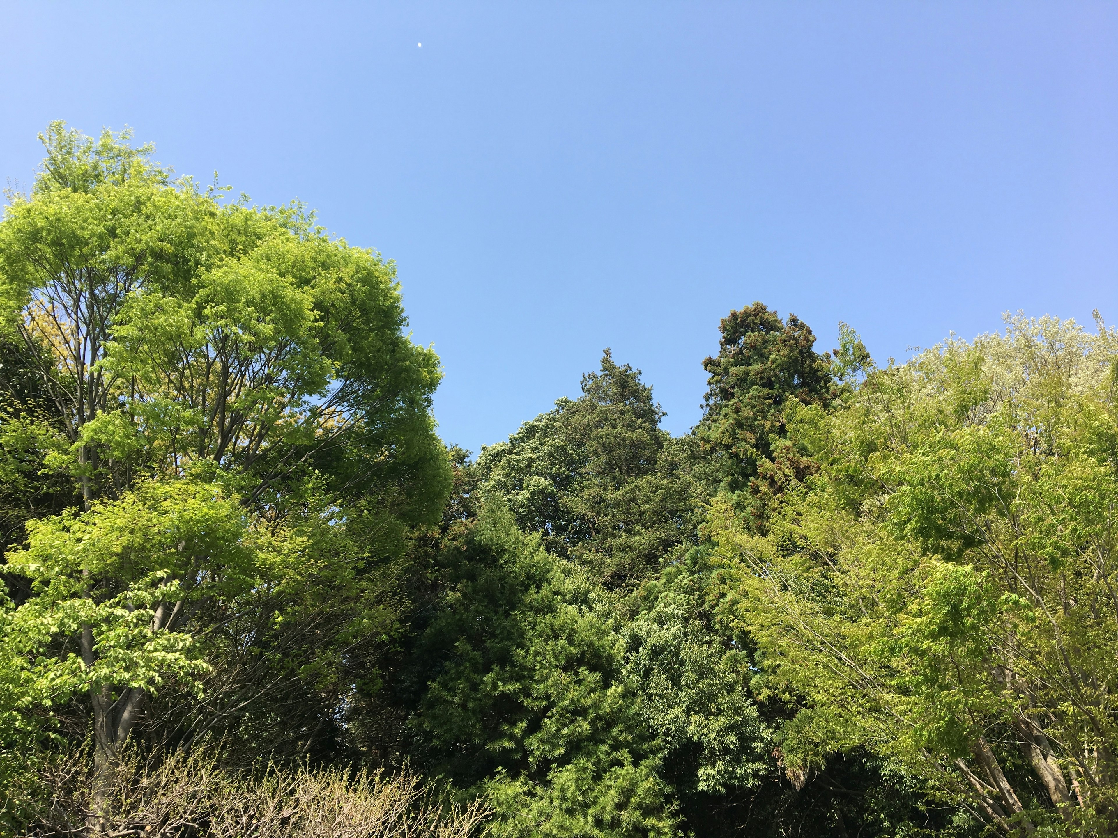 Pemandangan dengan langit biru dan pohon hijau subur