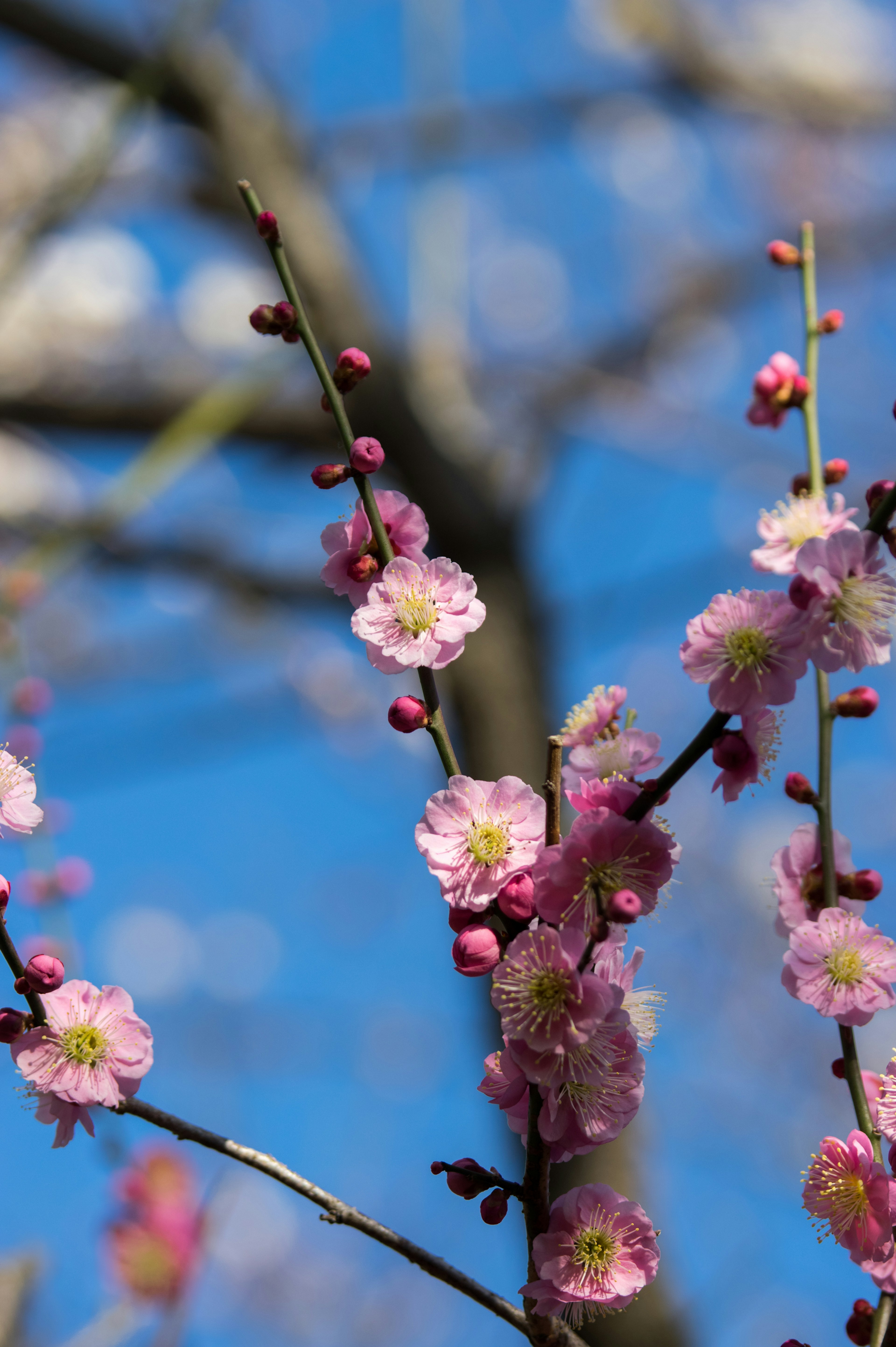 Cabang bunga plum mekar di bawah langit biru