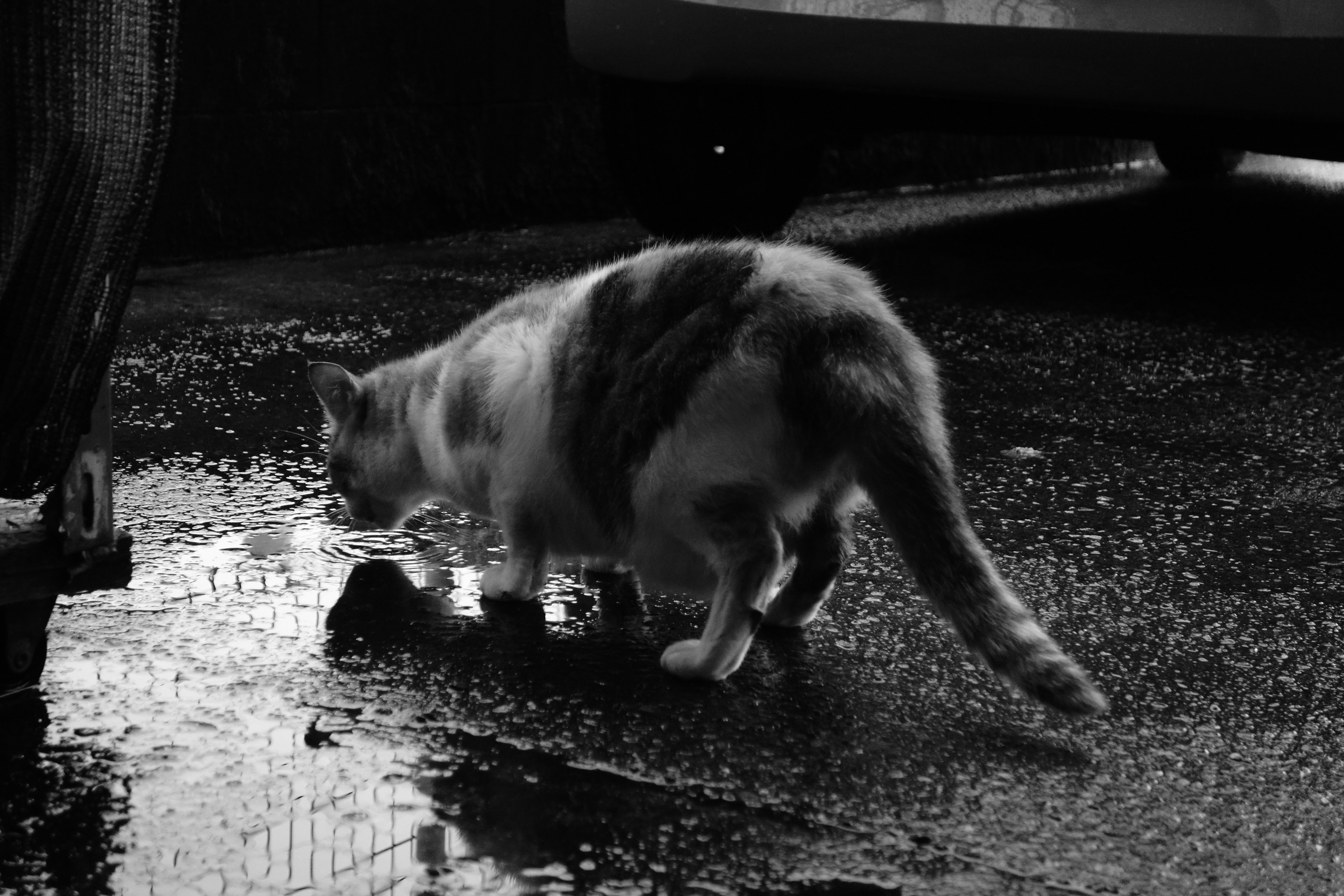 A black and white cat walking near a puddle