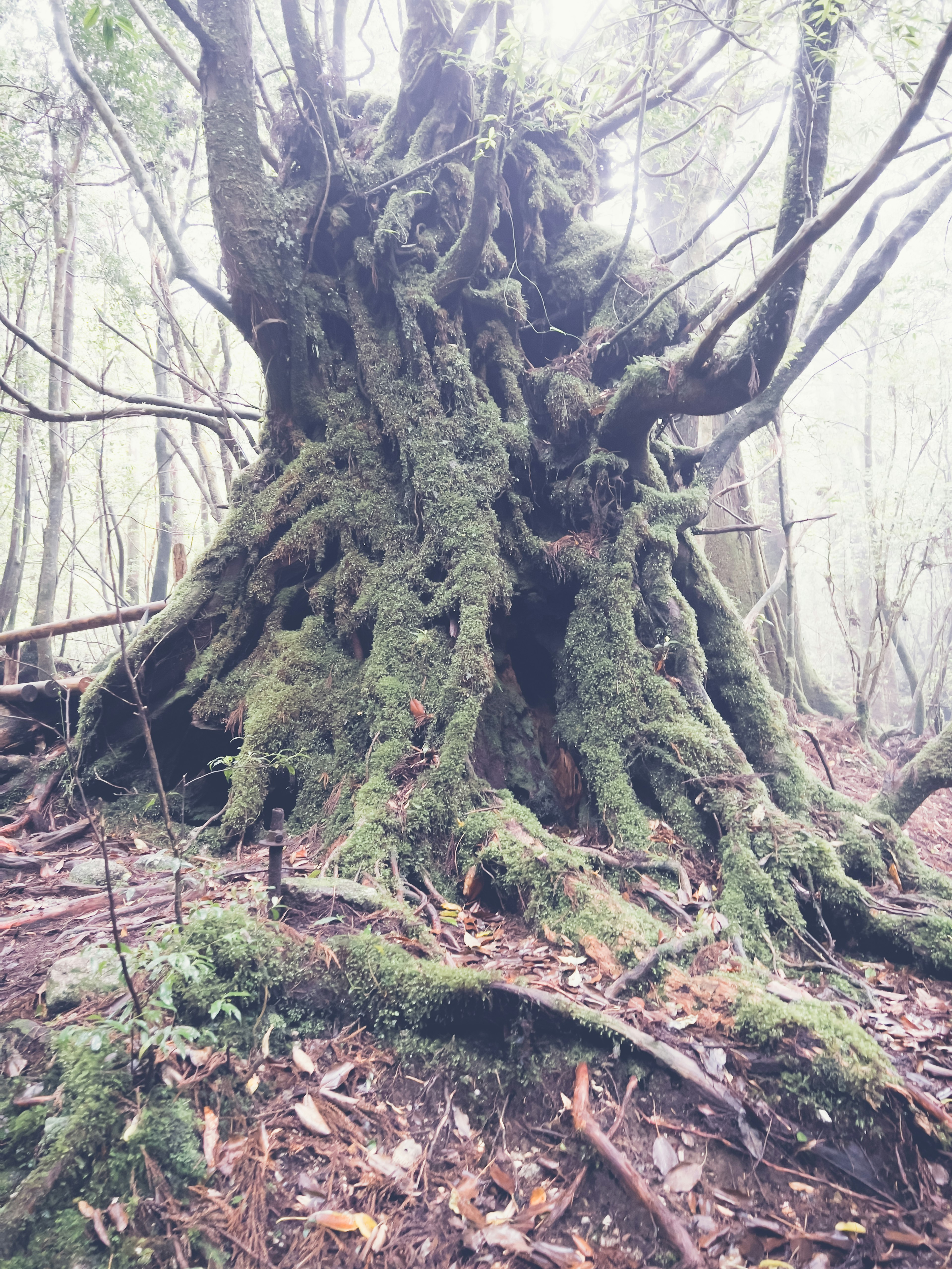 Moss-covered ancient tree stump in a misty forest