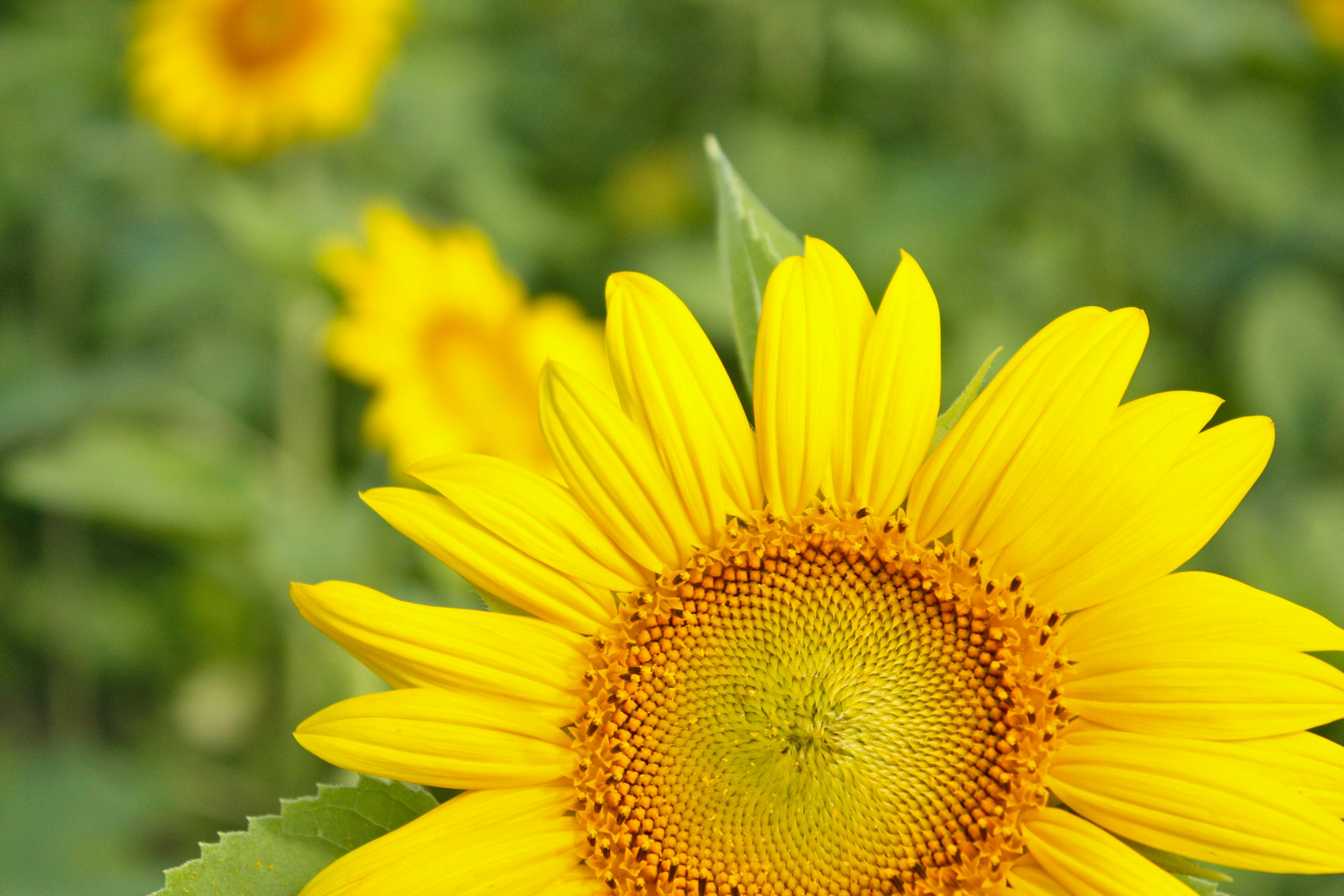 Un girasol amarillo brillante en primer plano con girasoles borrosos al fondo