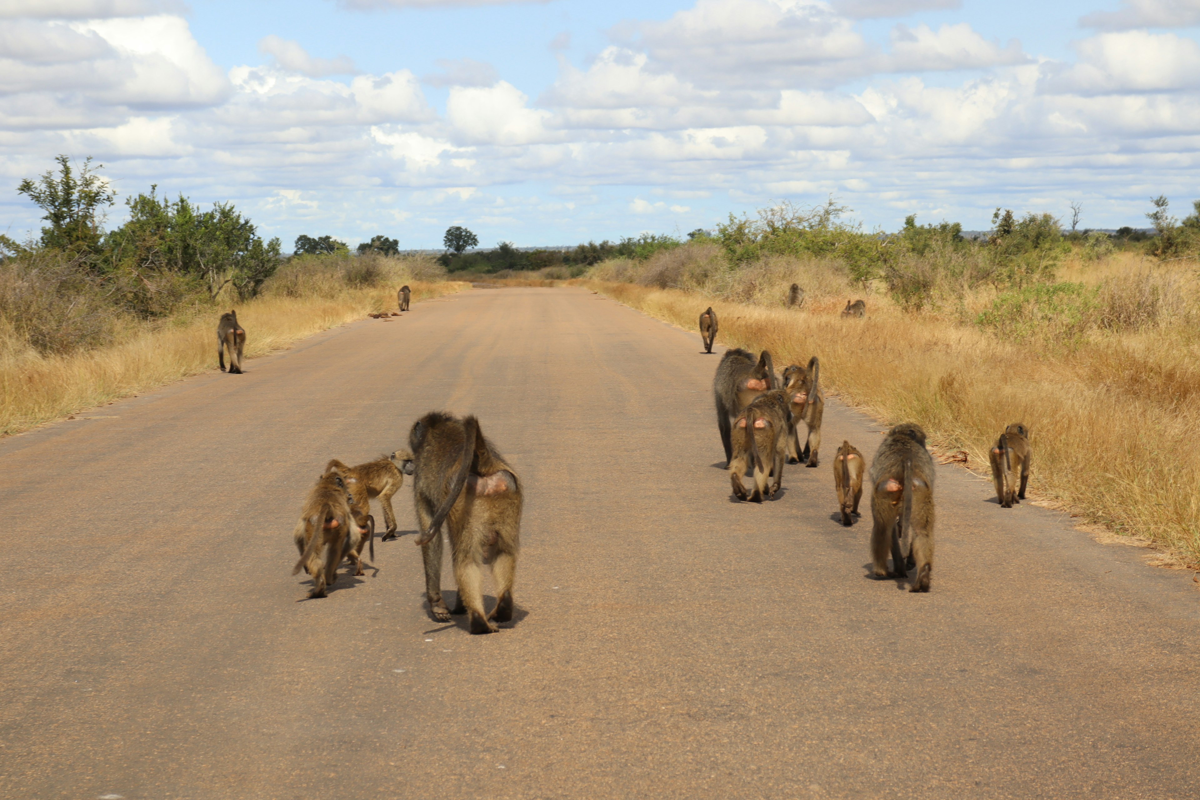 Un grupo de babuinos caminando por un camino de tierra rodeado de praderas