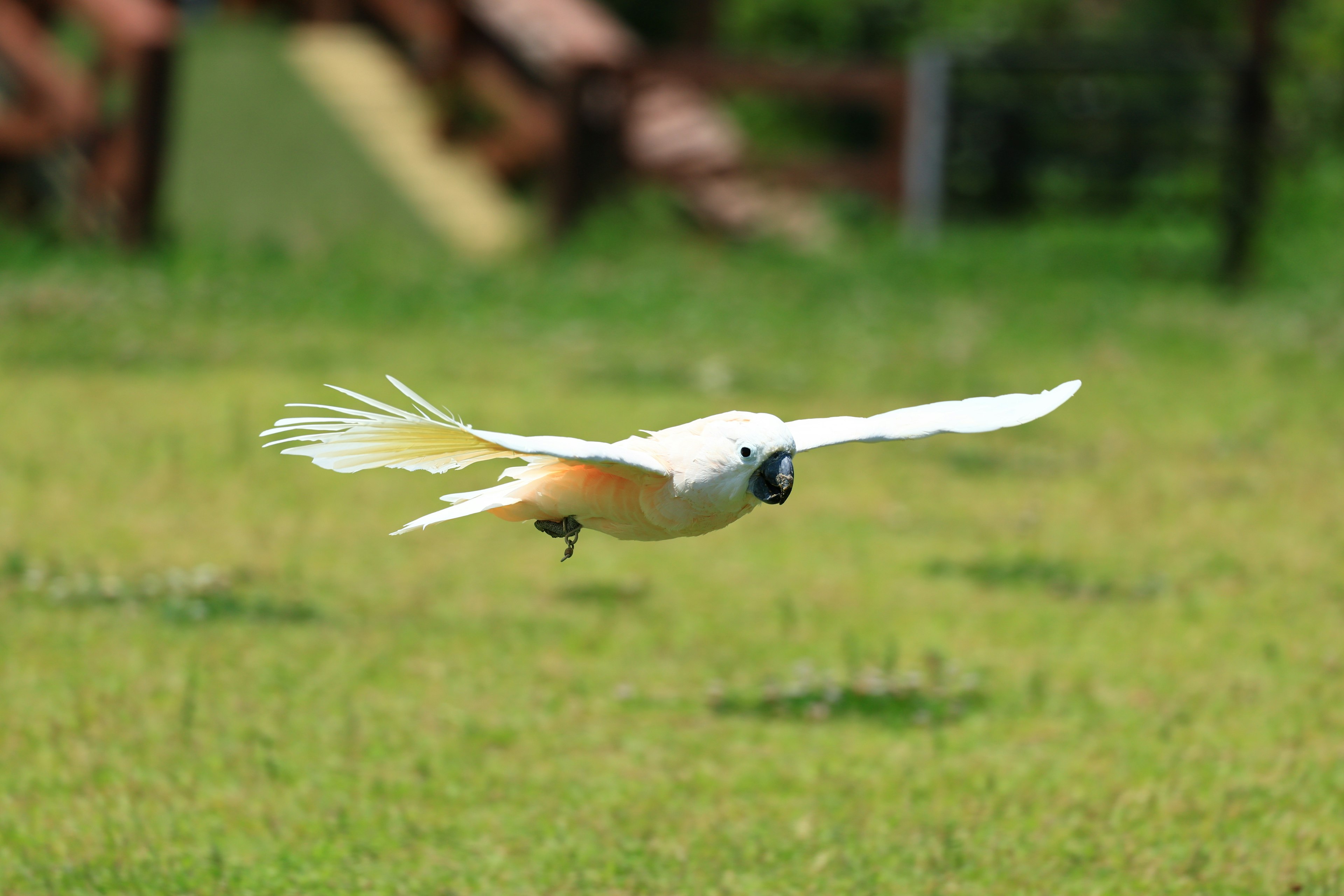 A white bird flying in the air above green grass