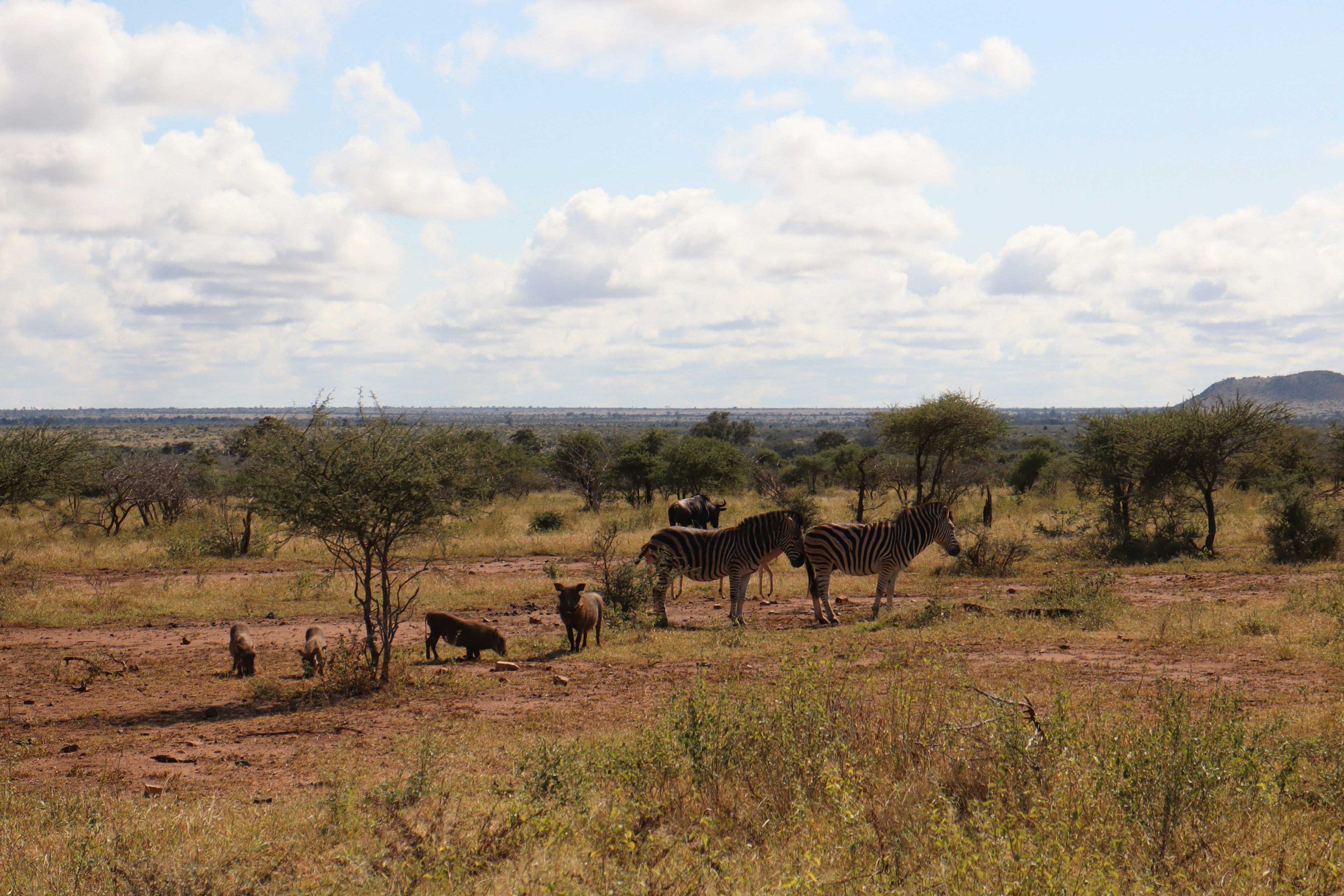 Une vue pittoresque de zèbres et d'une meute de chiens sauvages dans la savane