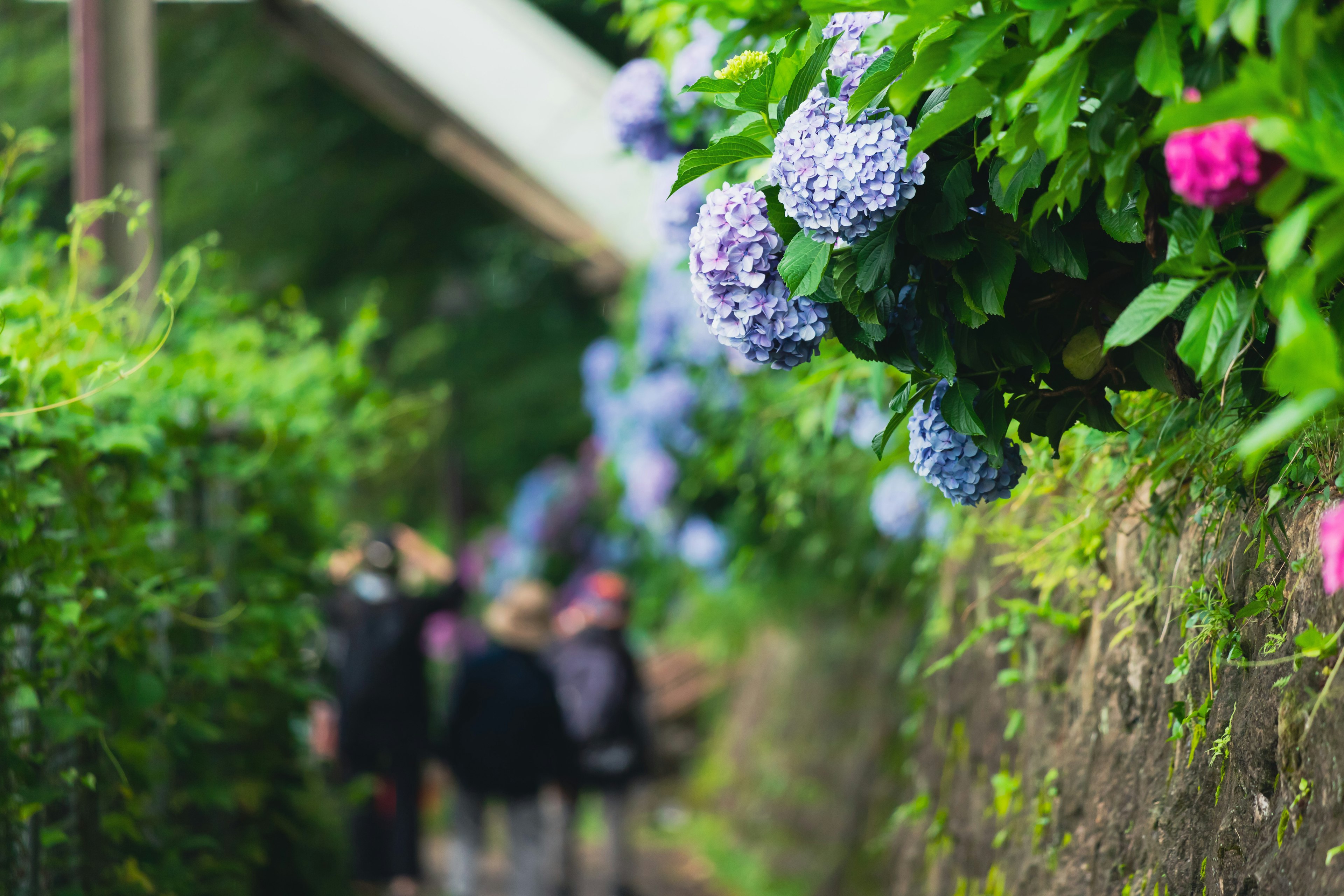 Un chemin bordé de haies vertes et d'hortensias violets en fleurs avec des gens marchant