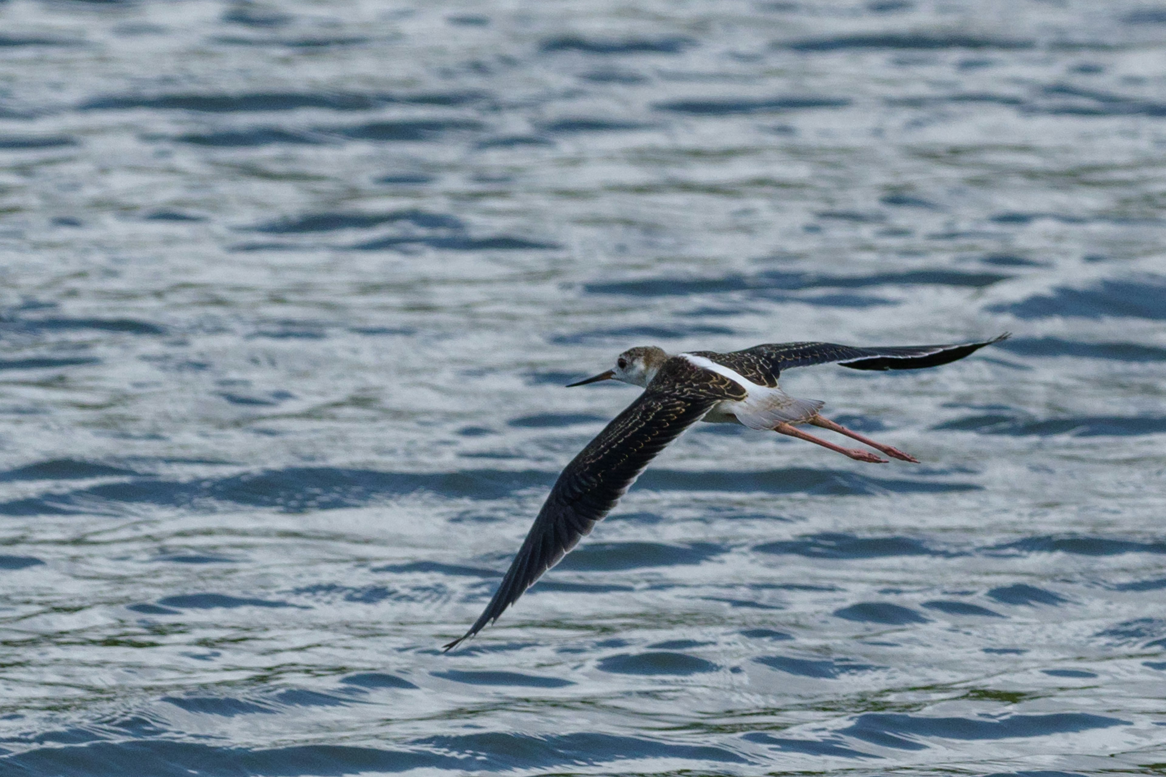 Ein Vogel fliegt über Wasser mit blauen und grünen Wellen im Hintergrund