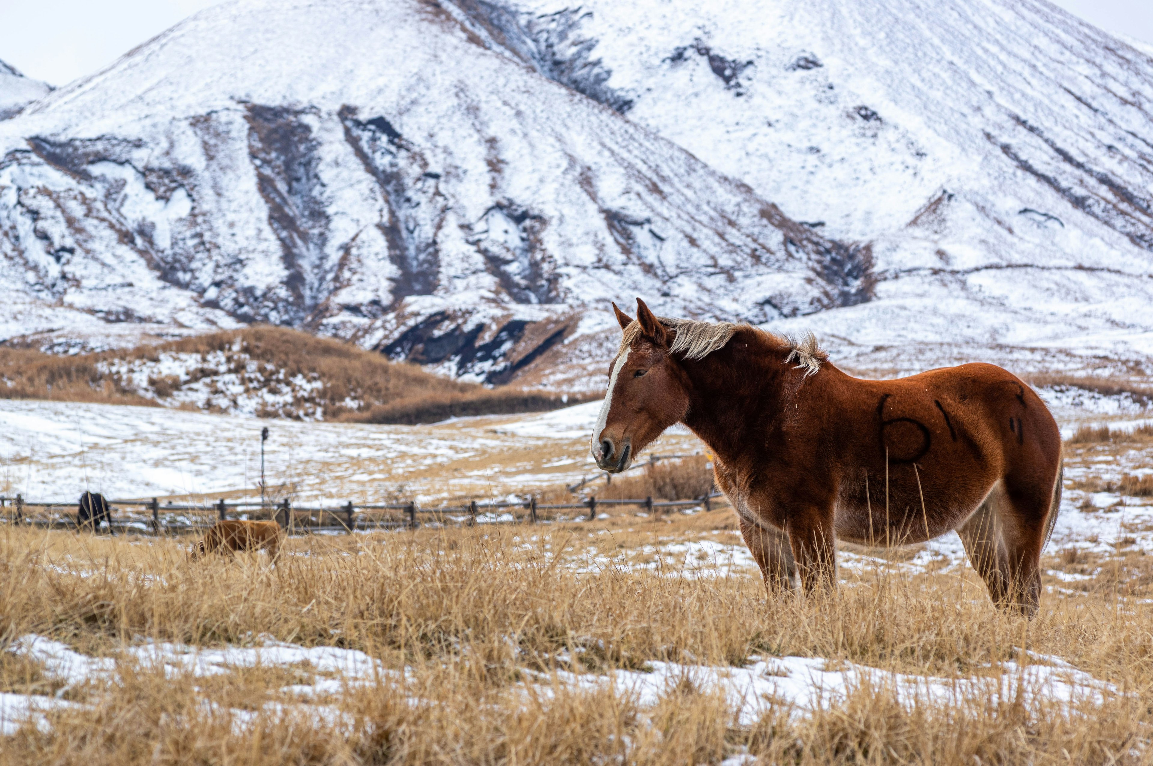 Cavallo in piedi in un paesaggio innevato con montagne sullo sfondo