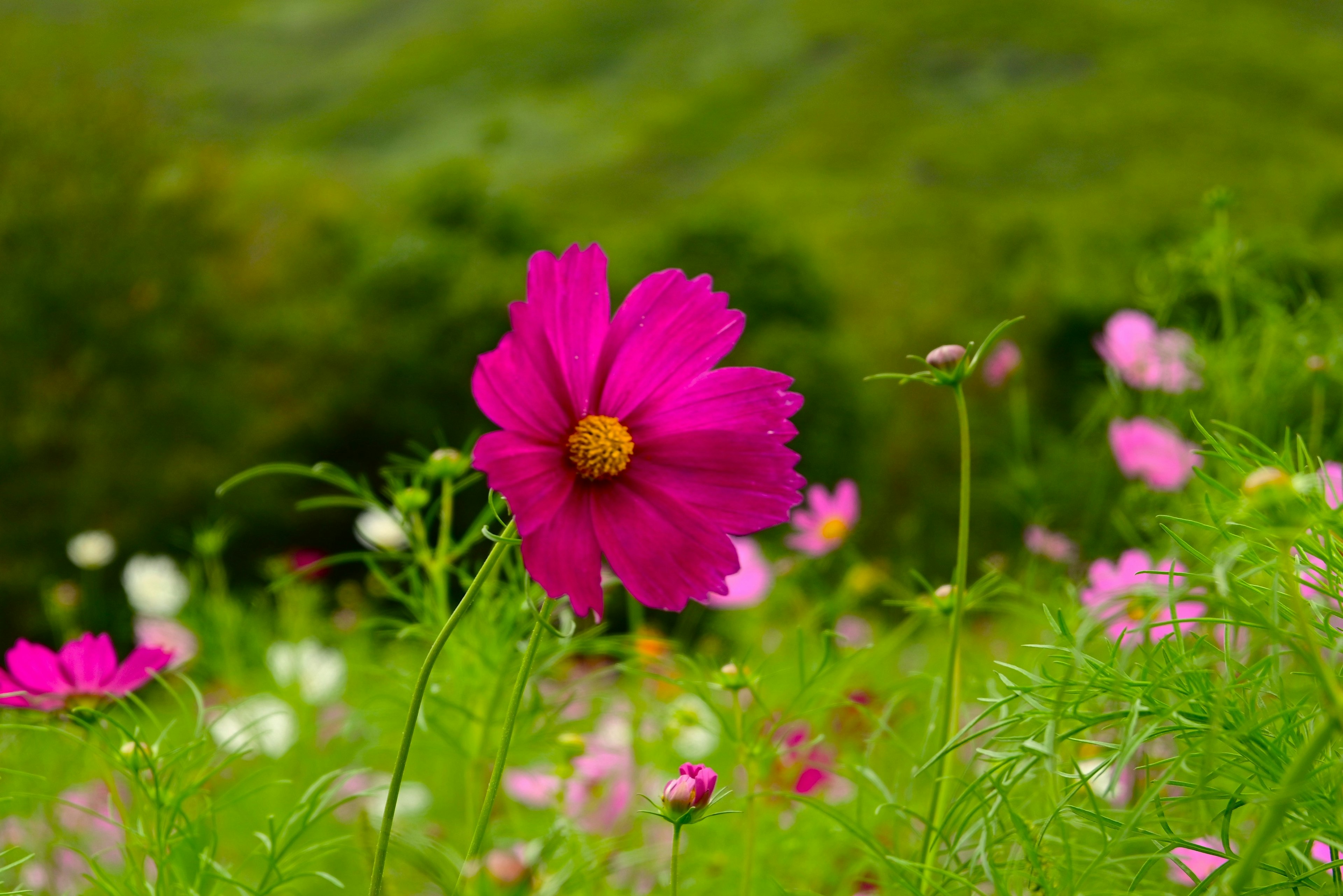 Eine schöne rosa Kosmosblume steht vor einem grünen Hintergrund