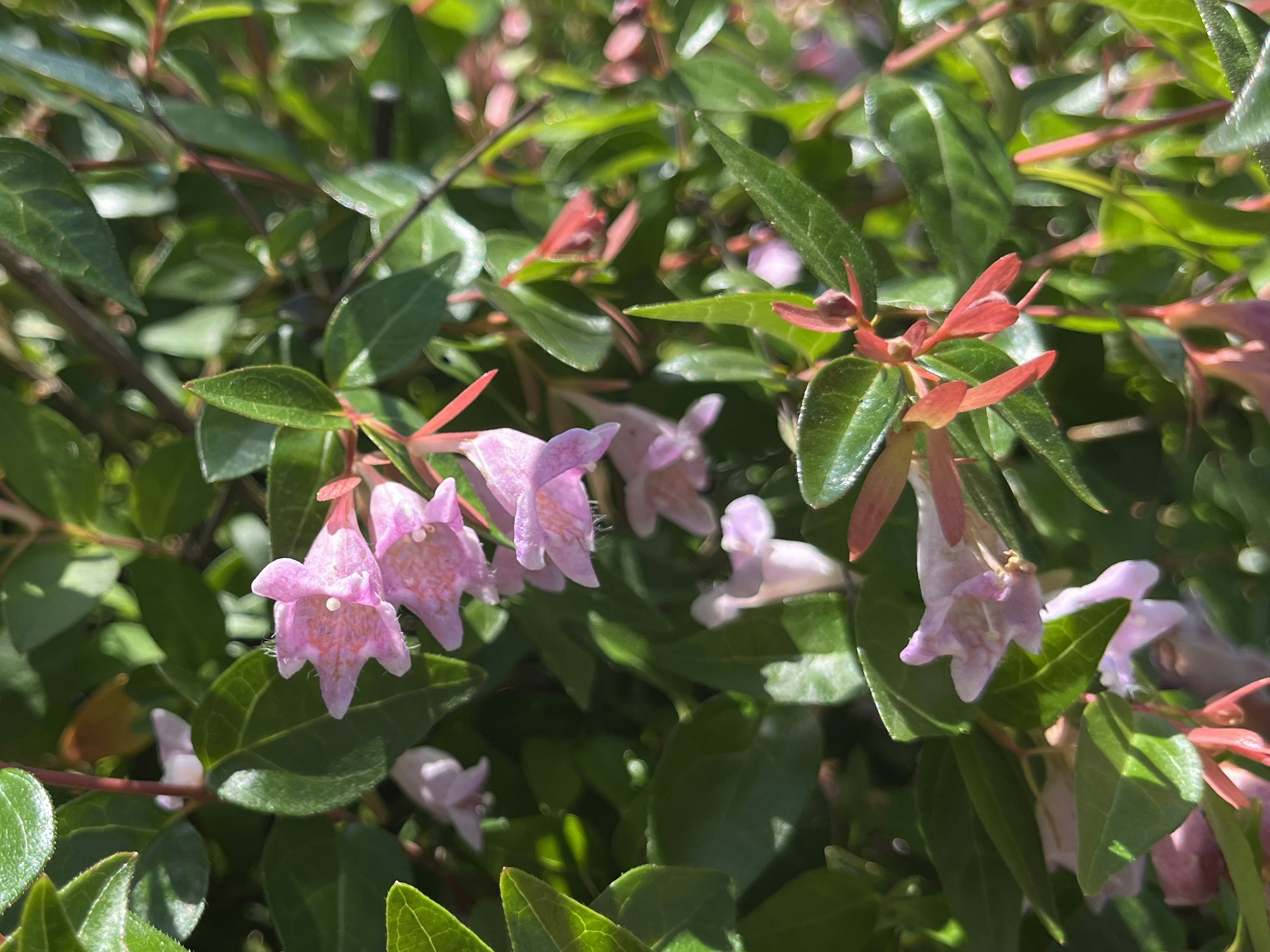 Kleine hellviolette Blumen blühen zwischen grünen Blättern