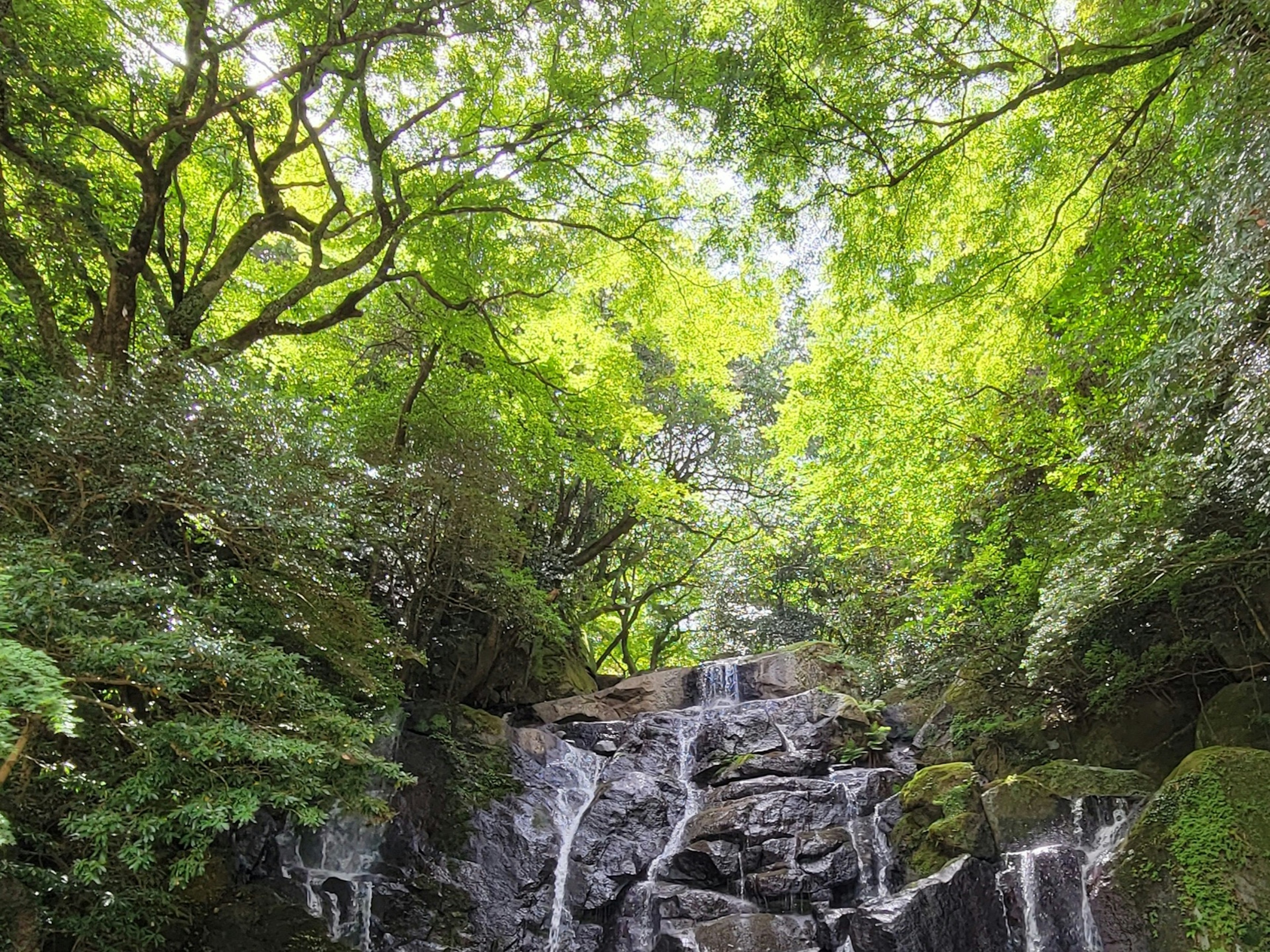 A serene waterfall surrounded by lush green trees