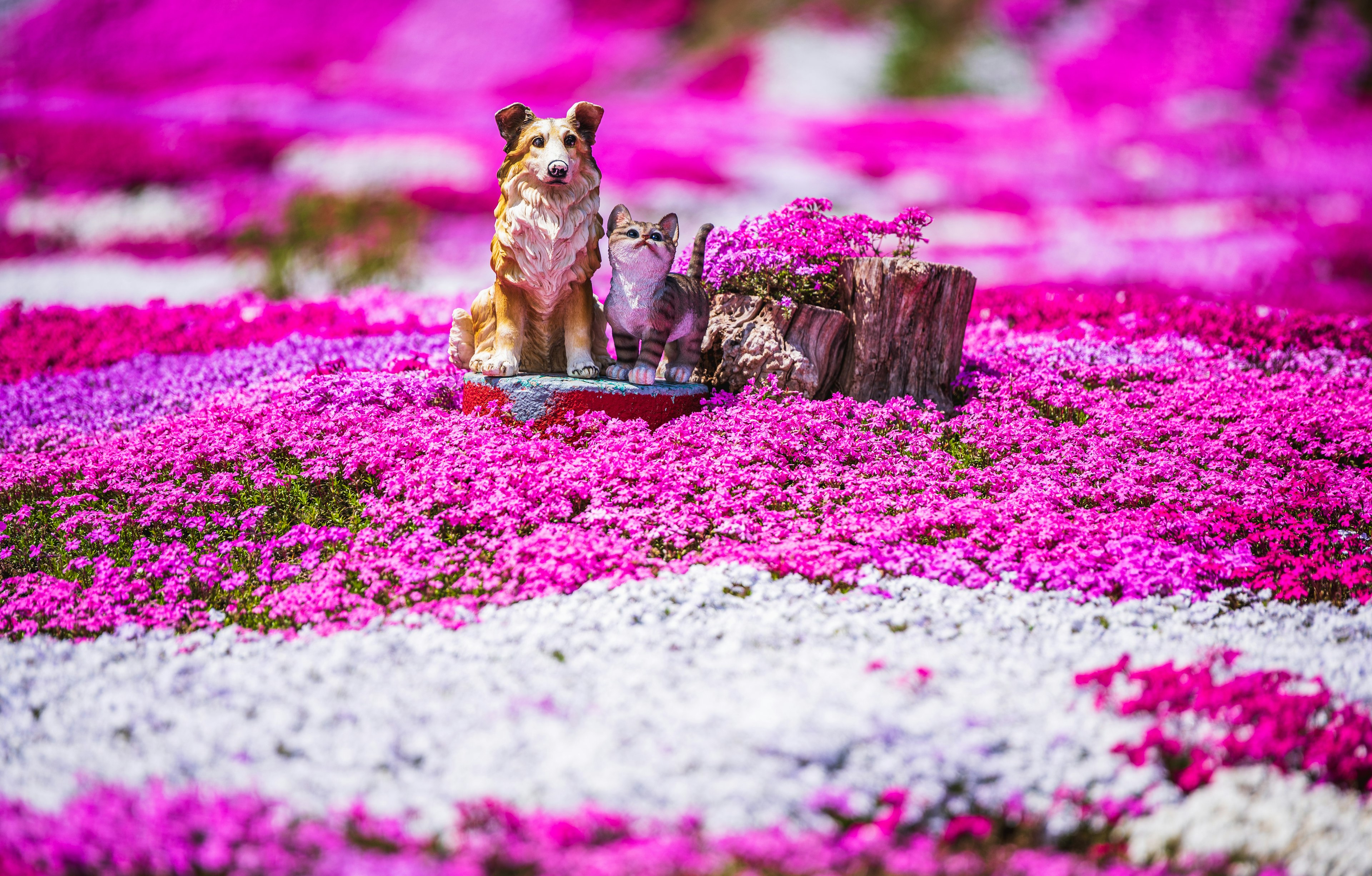 色とりどりの花が咲く中に座っている犬と木の切り株