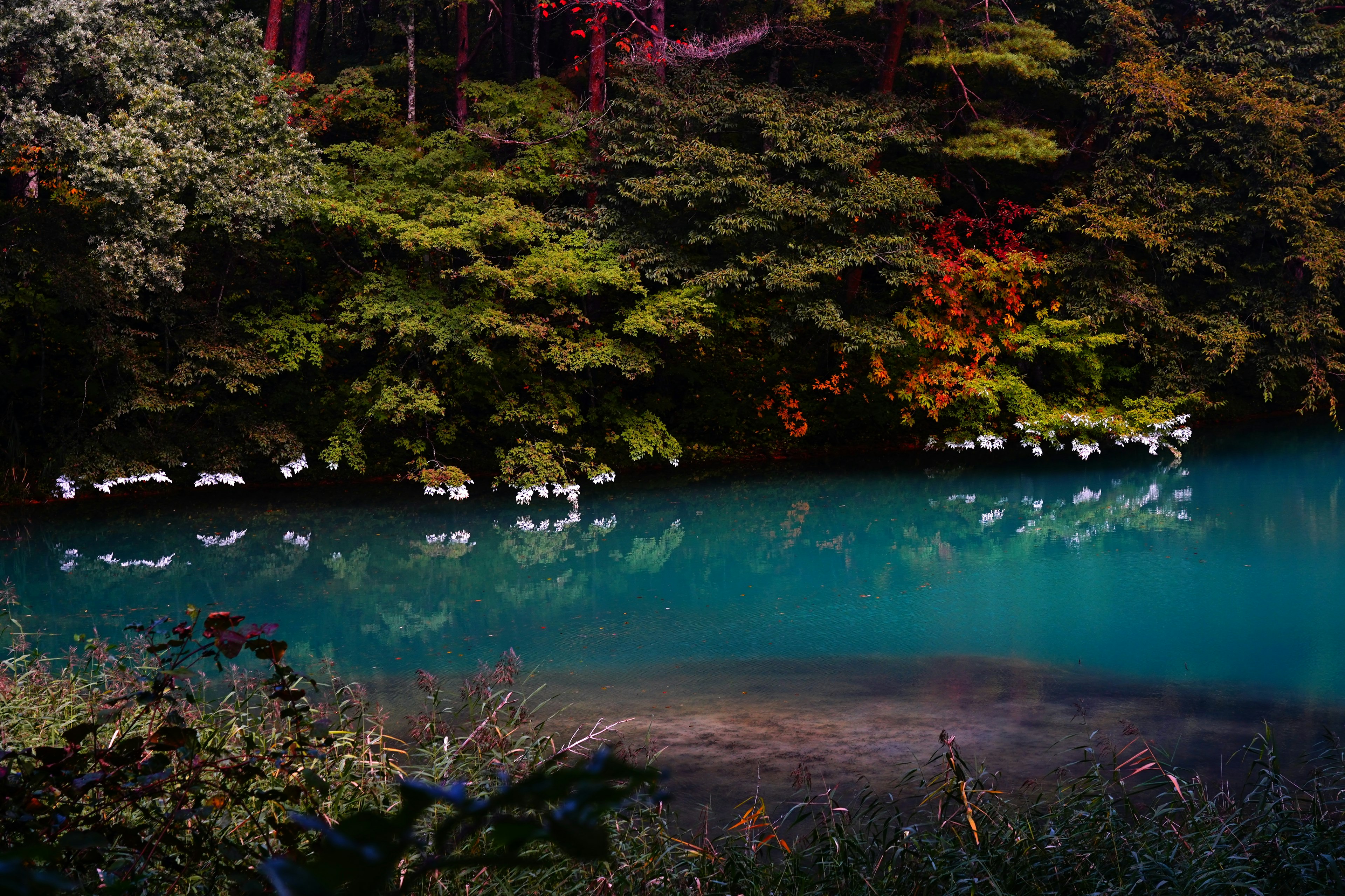 Colorful trees reflecting on a blue water surface with white birds