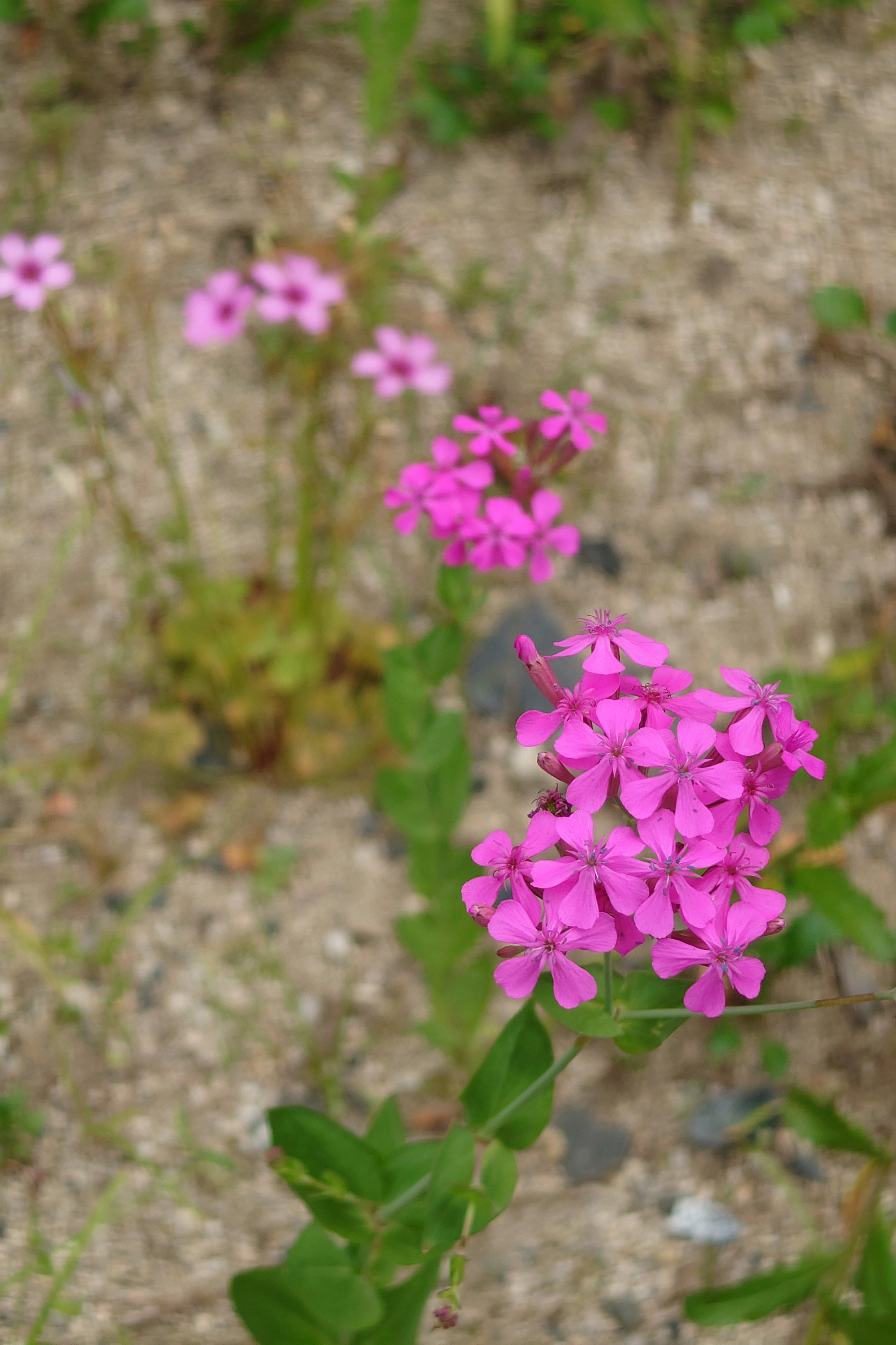 Foto close-up bunga pink di lingkungan alami