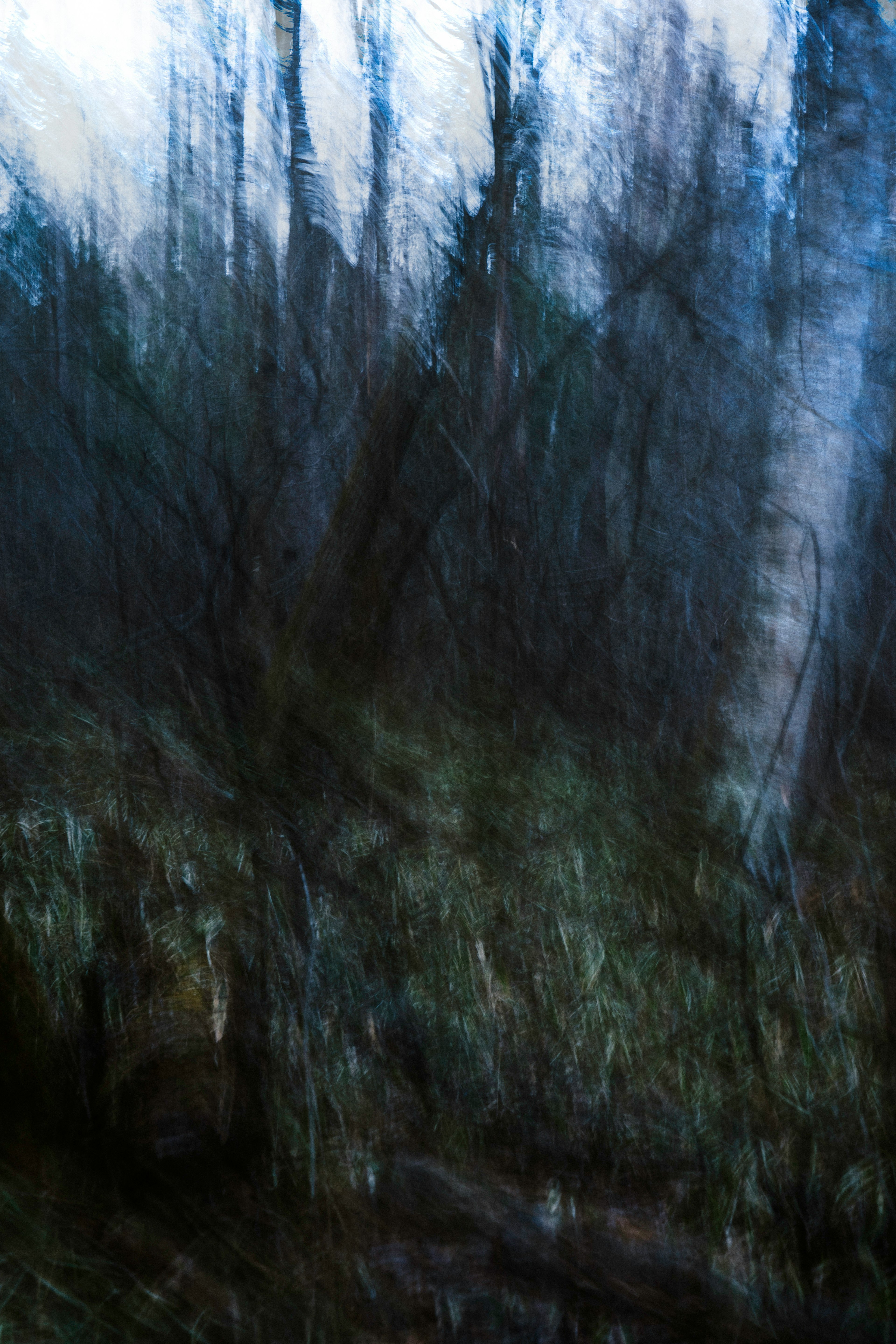 Blurred trees and grass in a dark forest setting