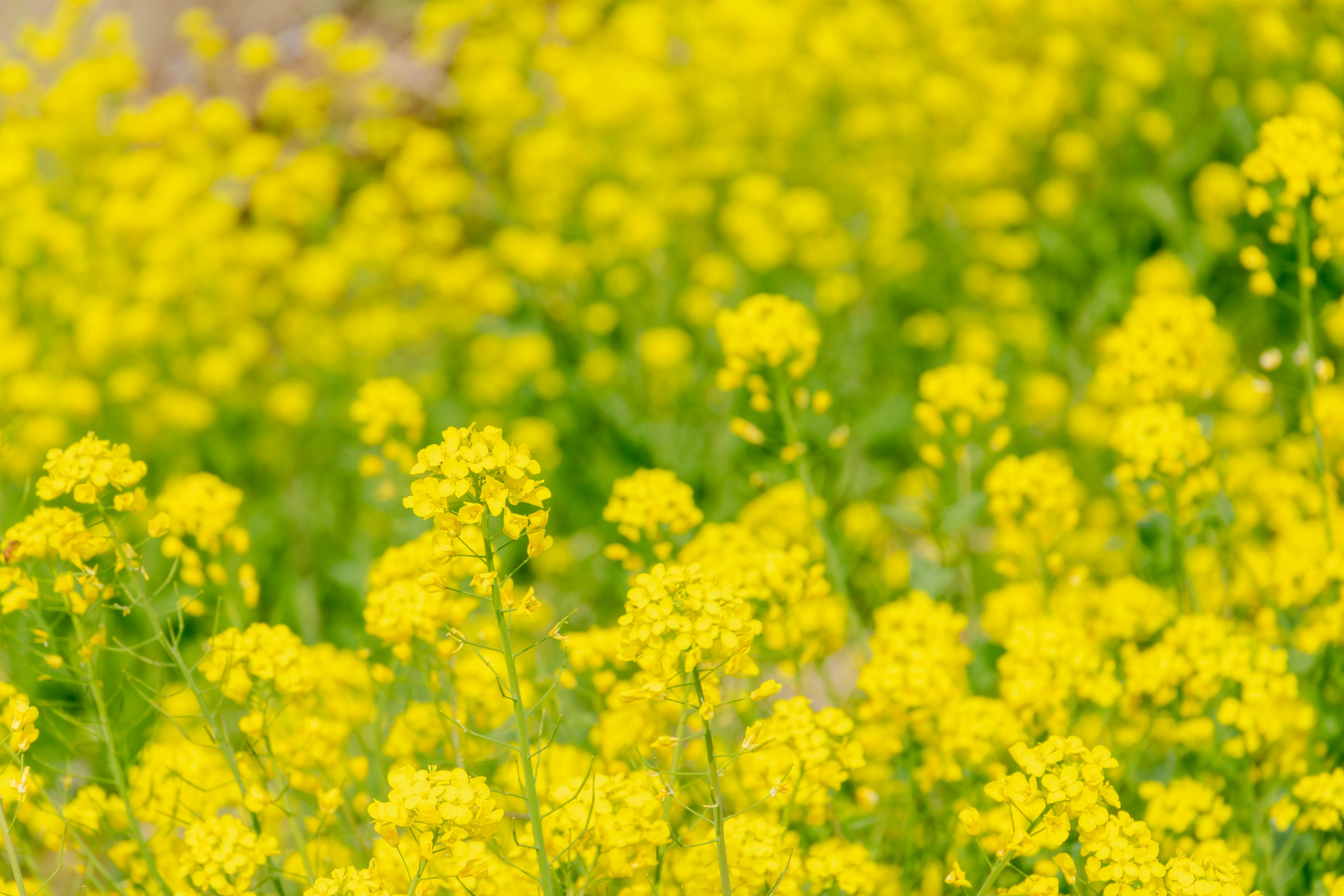 Champ de fleurs jaunes vibrantes en fleurs