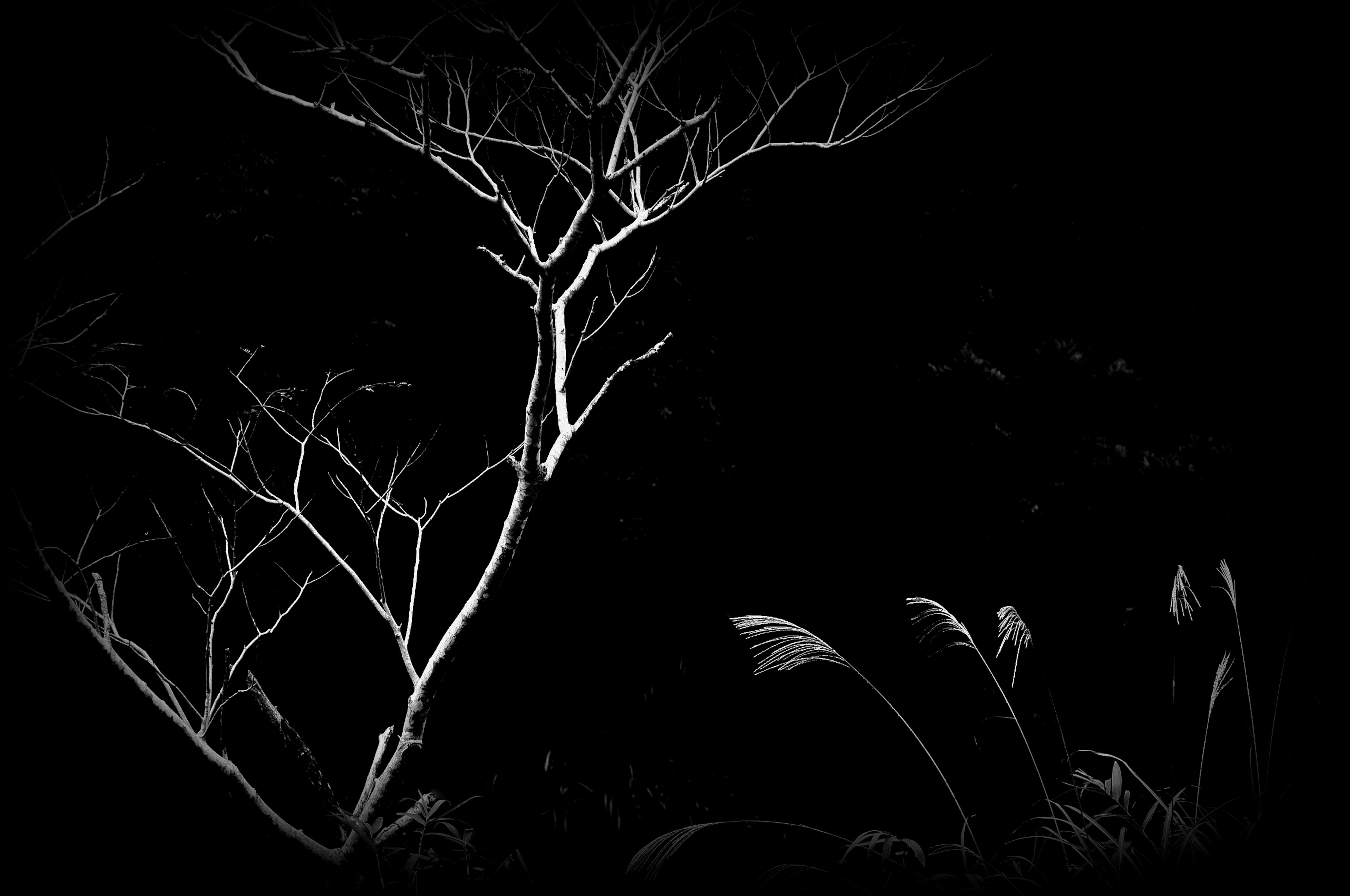 Silhouette of white tree branches and leaves against a black background