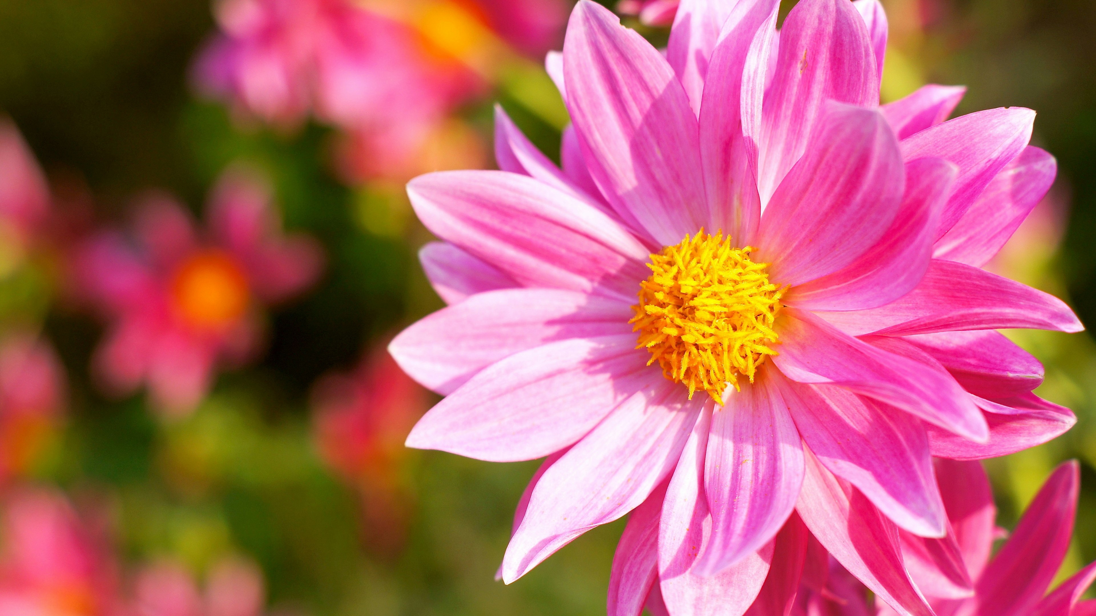 Vibrant pink flower with a yellow center Dahlia