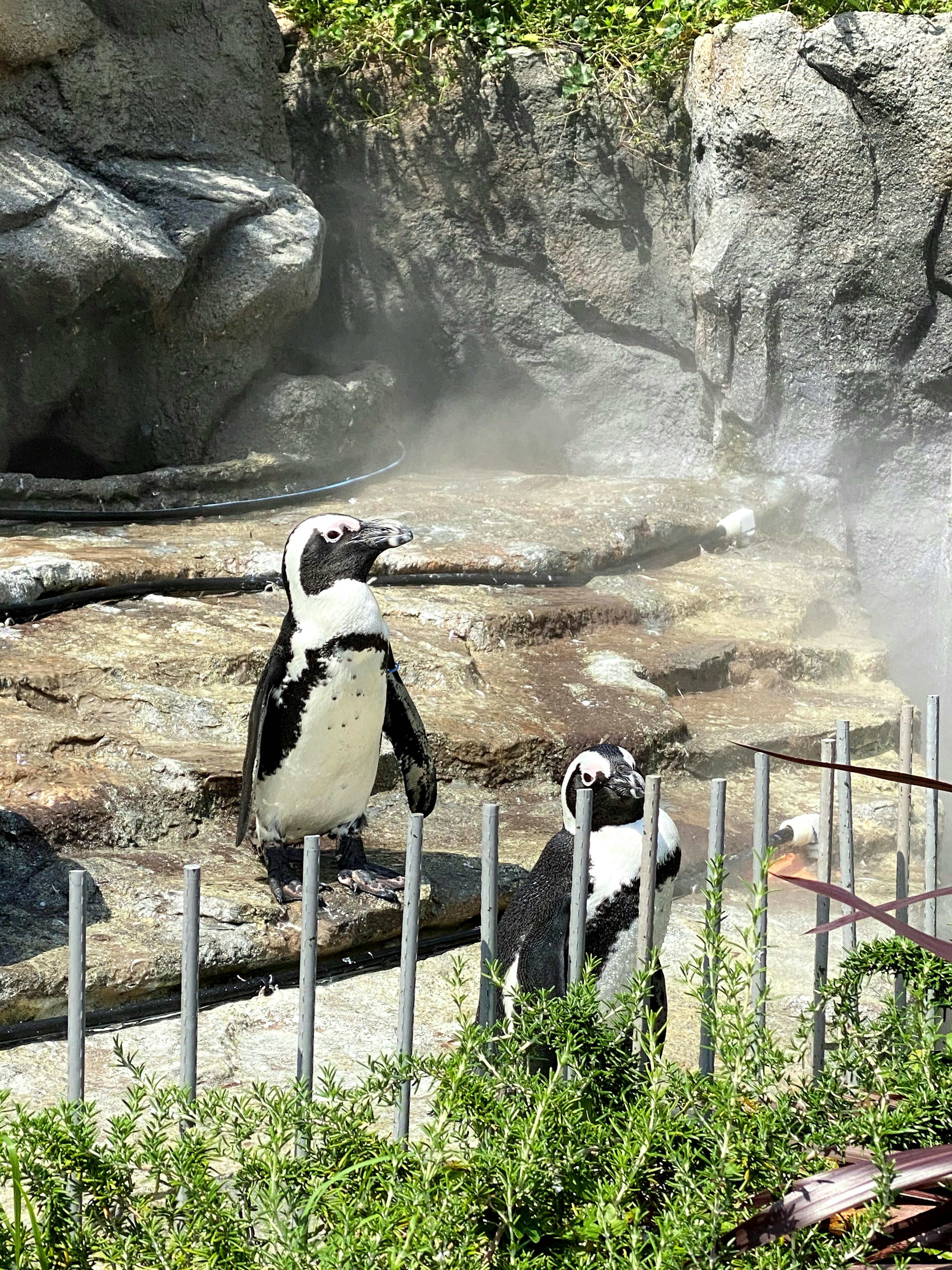 Two penguins standing in front of a rocky background