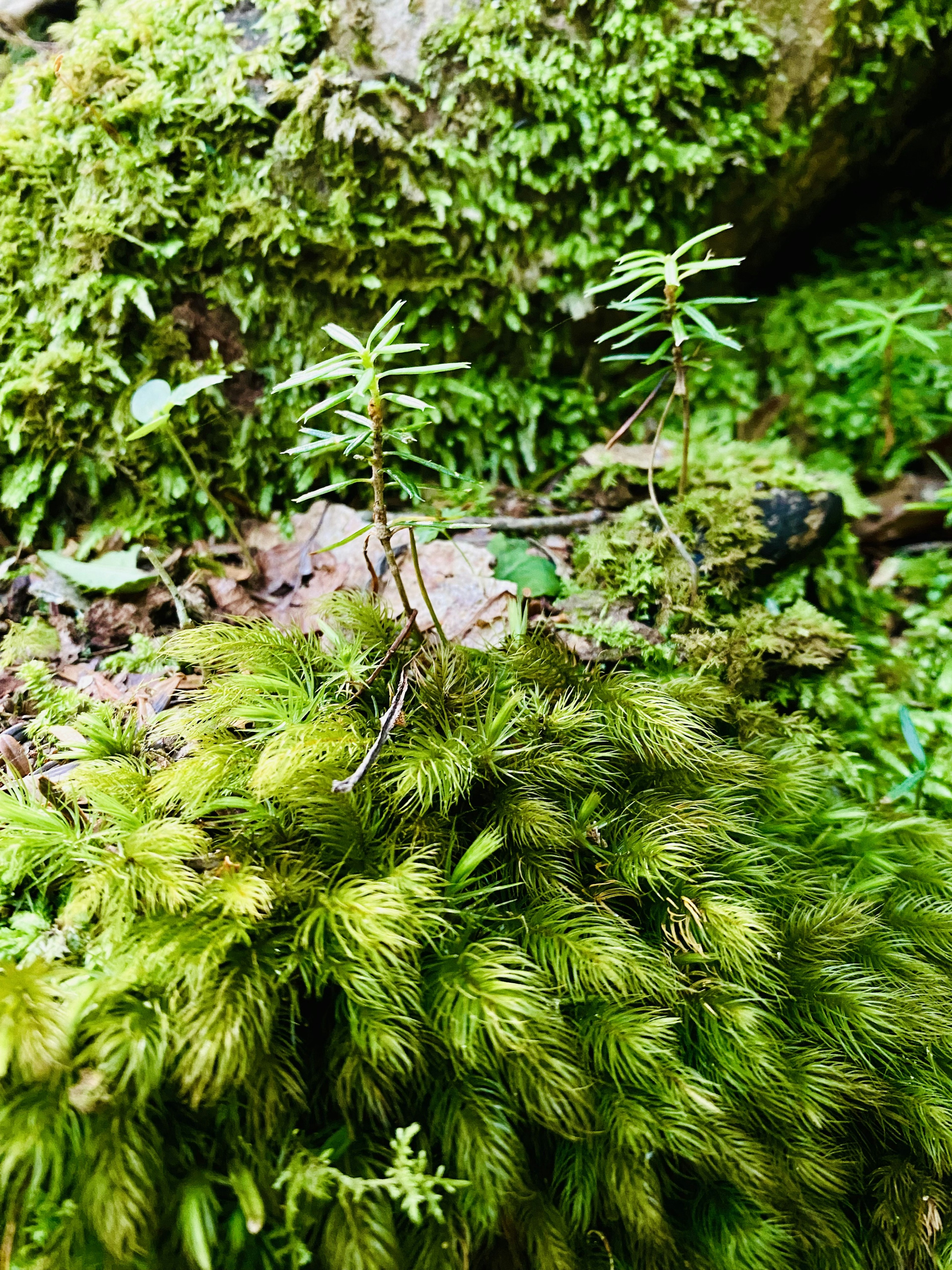 Small tree sprouts growing on green moss with a stone background