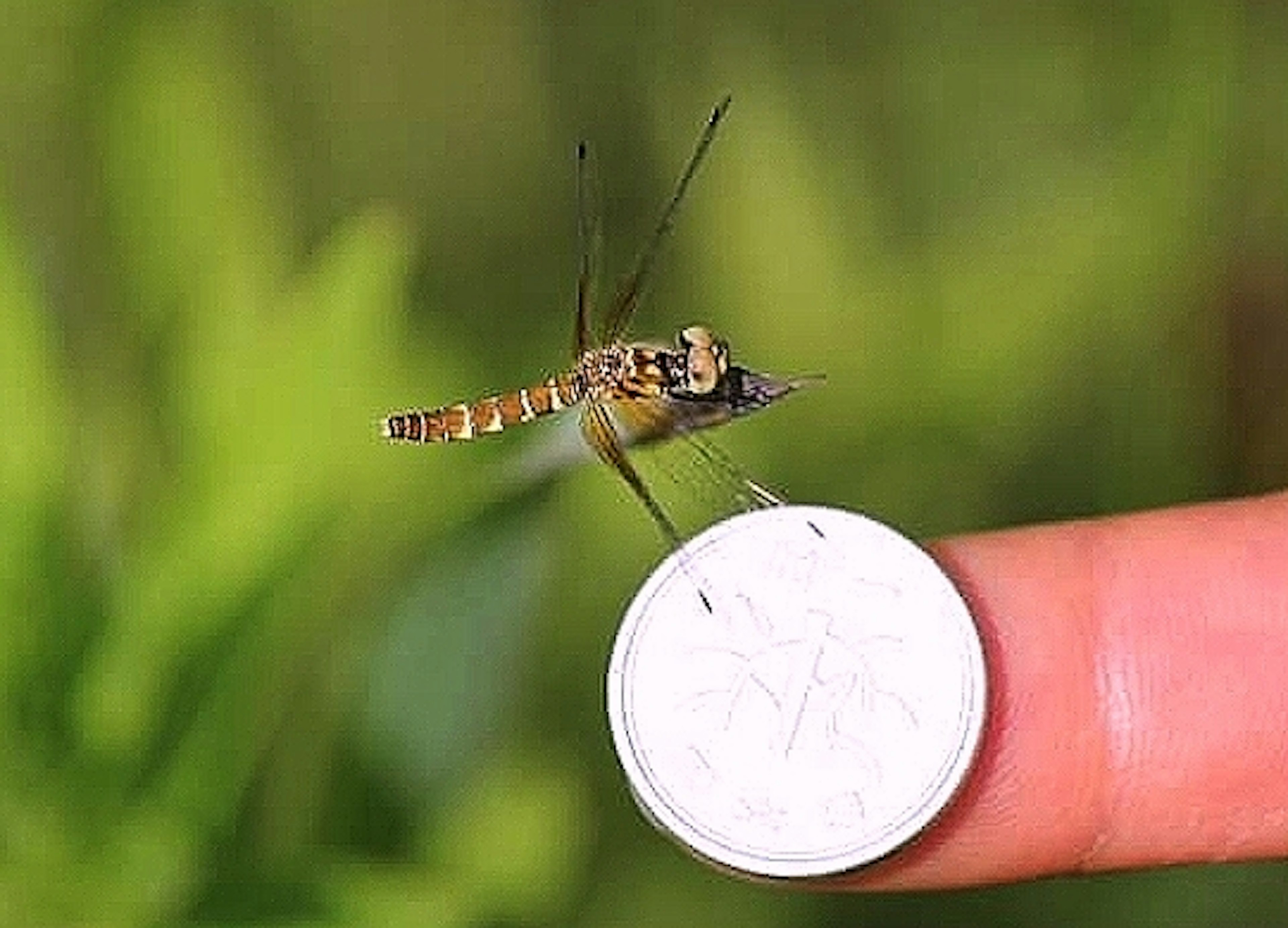 Un piccolo mosquito appoggiato su un dito accanto a una moneta