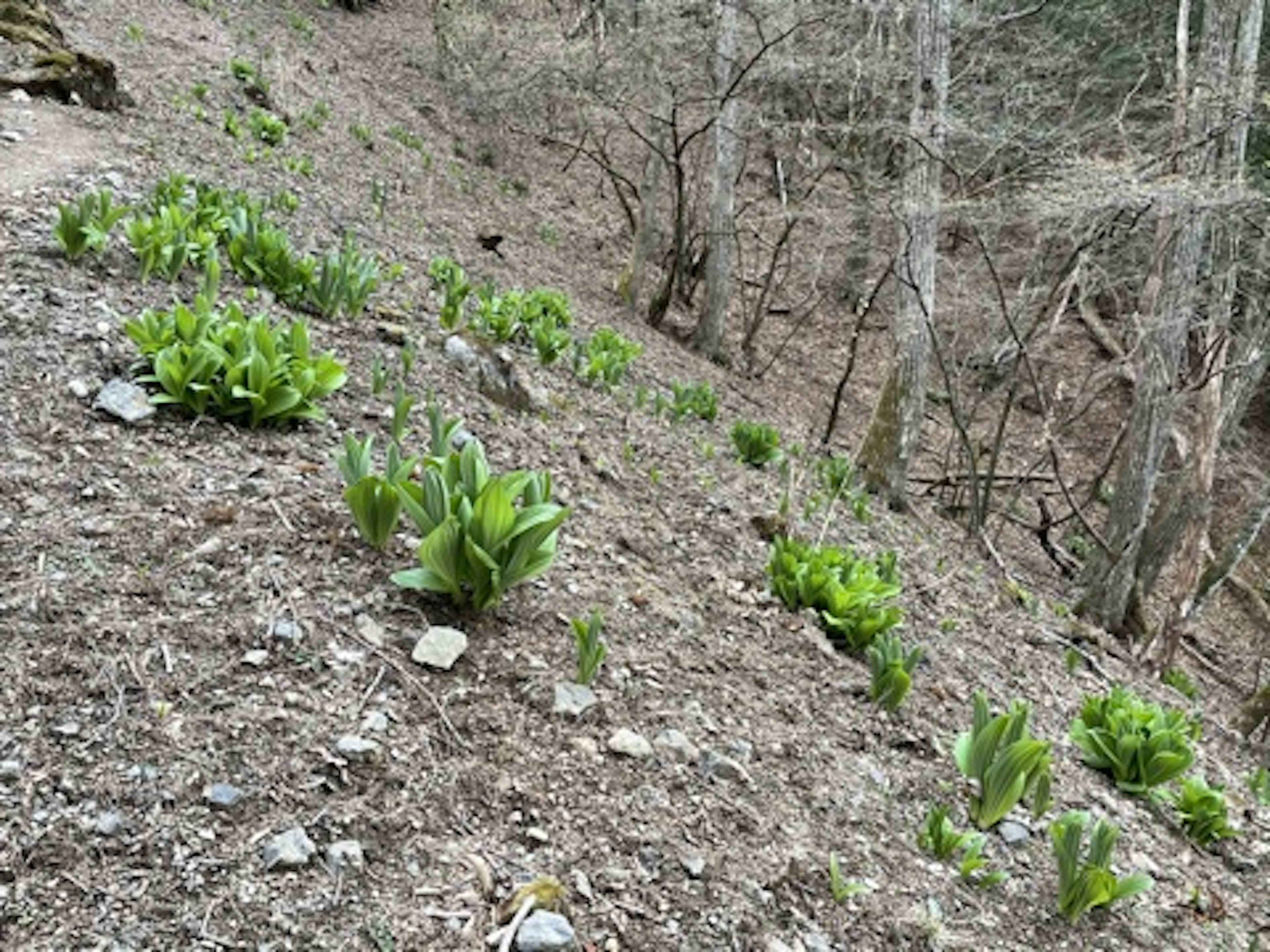 Green plants growing on a hillside in a forest setting