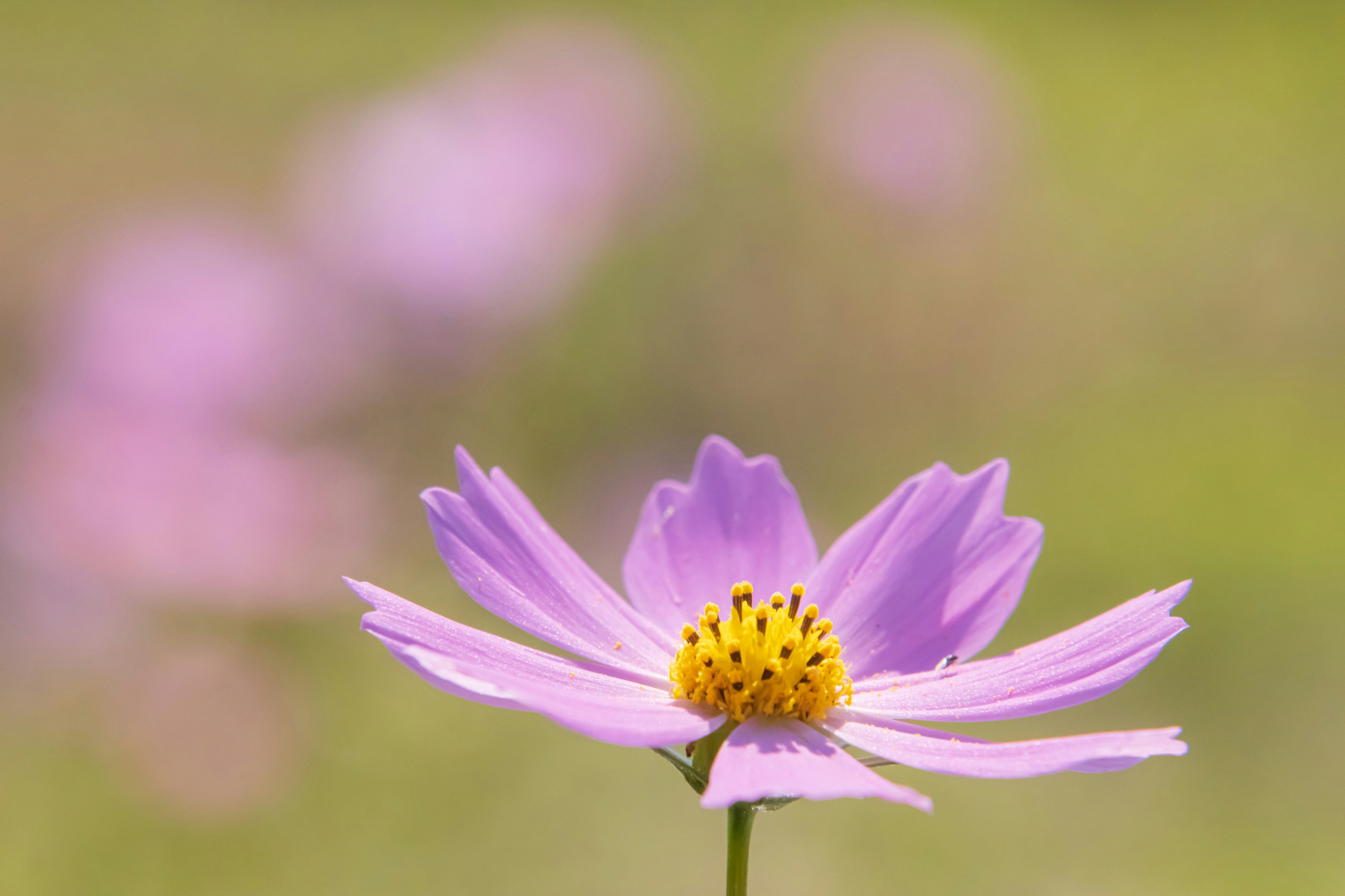 Eine lila Blume im Vordergrund mit einem verschwommenen grünen Hintergrund