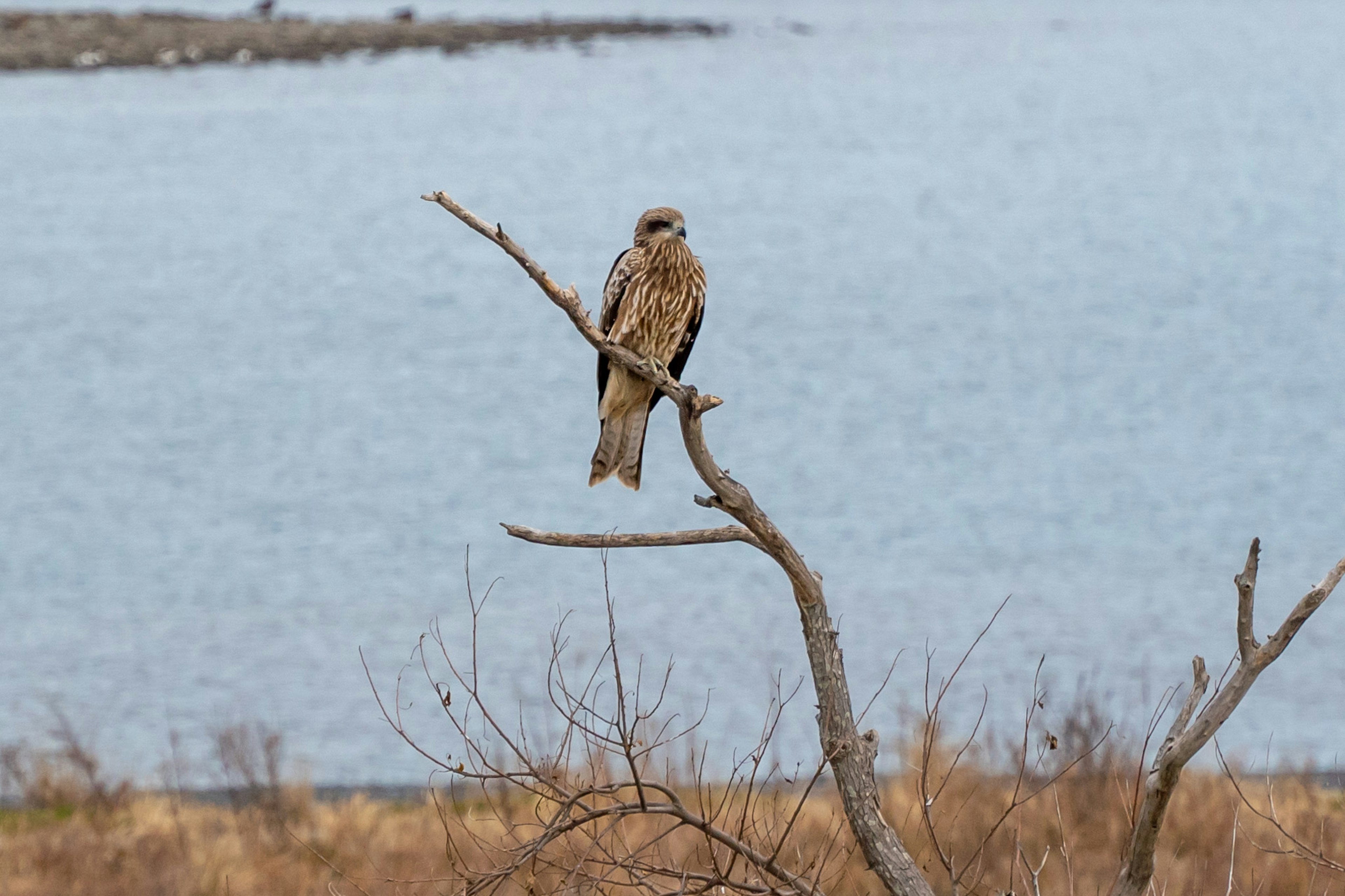 Bird of prey perched on a tree by the water