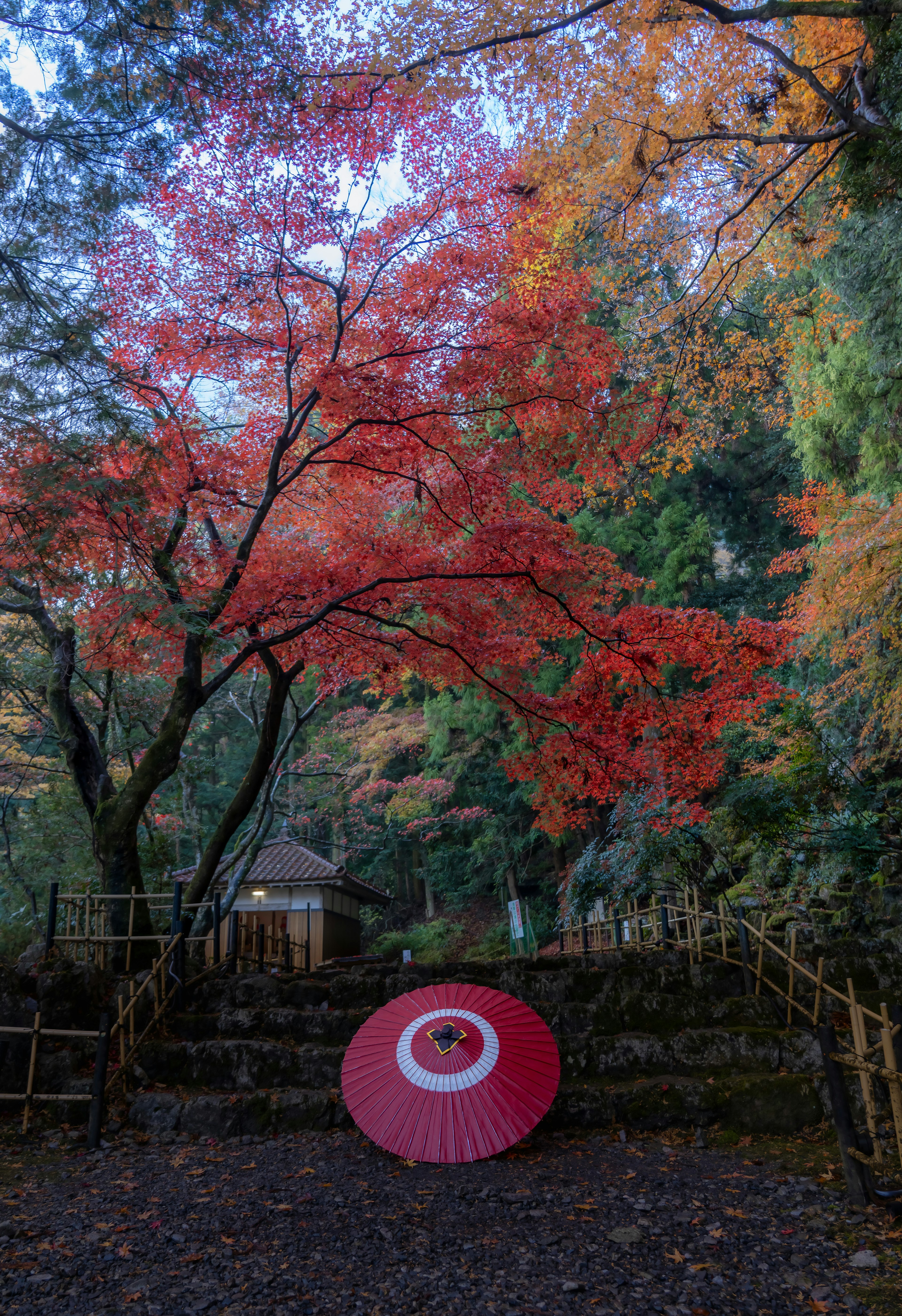 赤い紅葉と和傘がある静かな風景