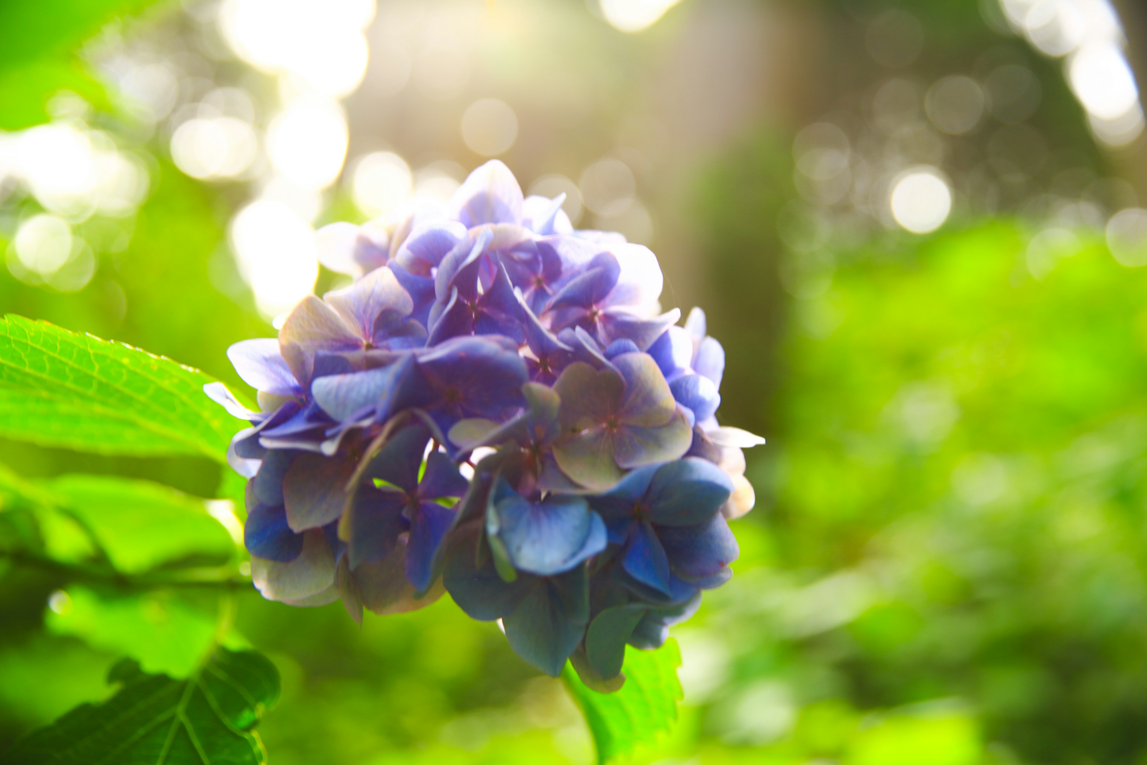 Nahaufnahme einer blauen Hortensie umgeben von grünem Laub