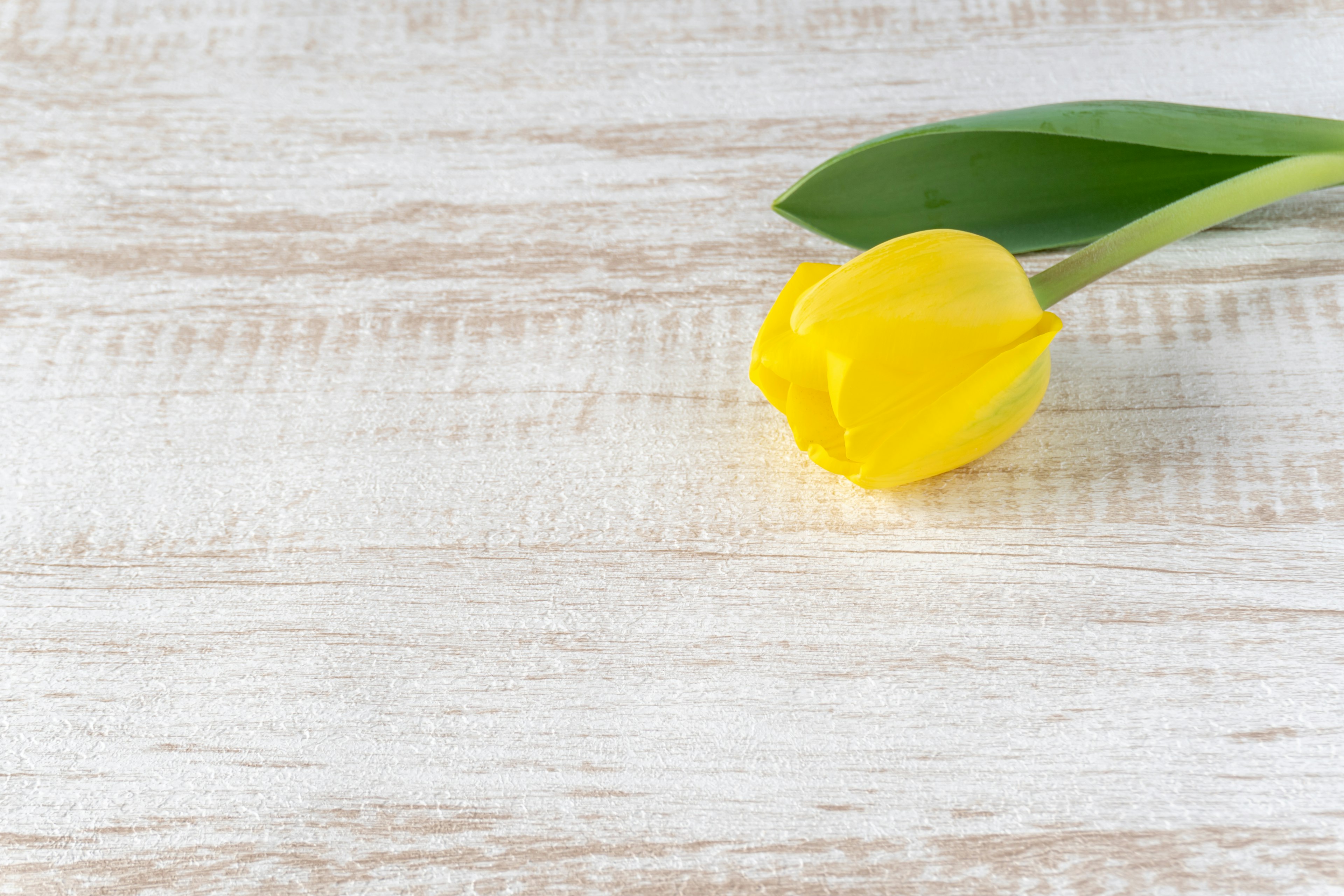 A yellow tulip with green leaves resting on a wooden textured surface