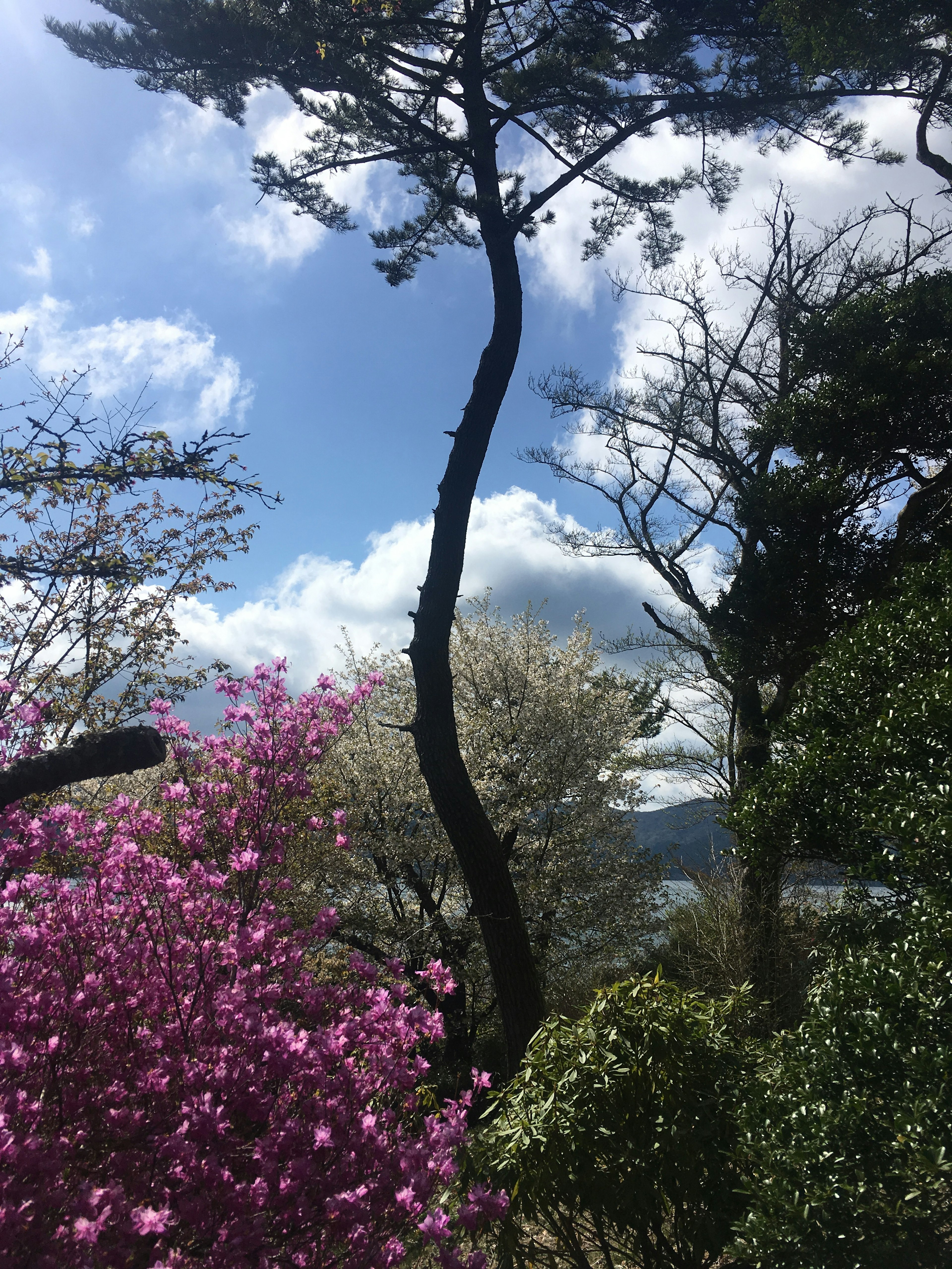 青空と雲を背景にした色とりどりの花と木々の風景