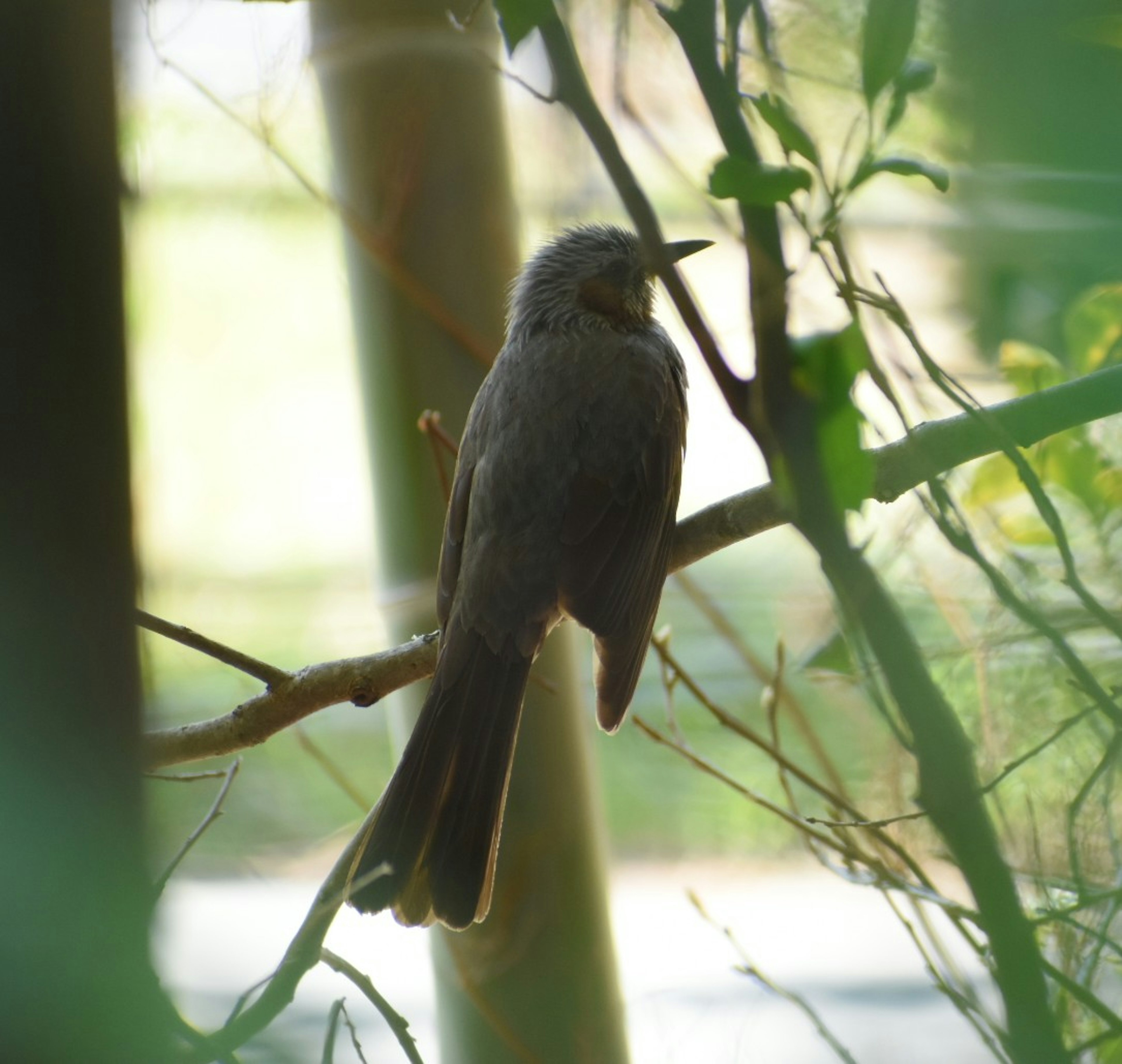 Silueta de un pájaro posado entre la vegetación con fondo borroso