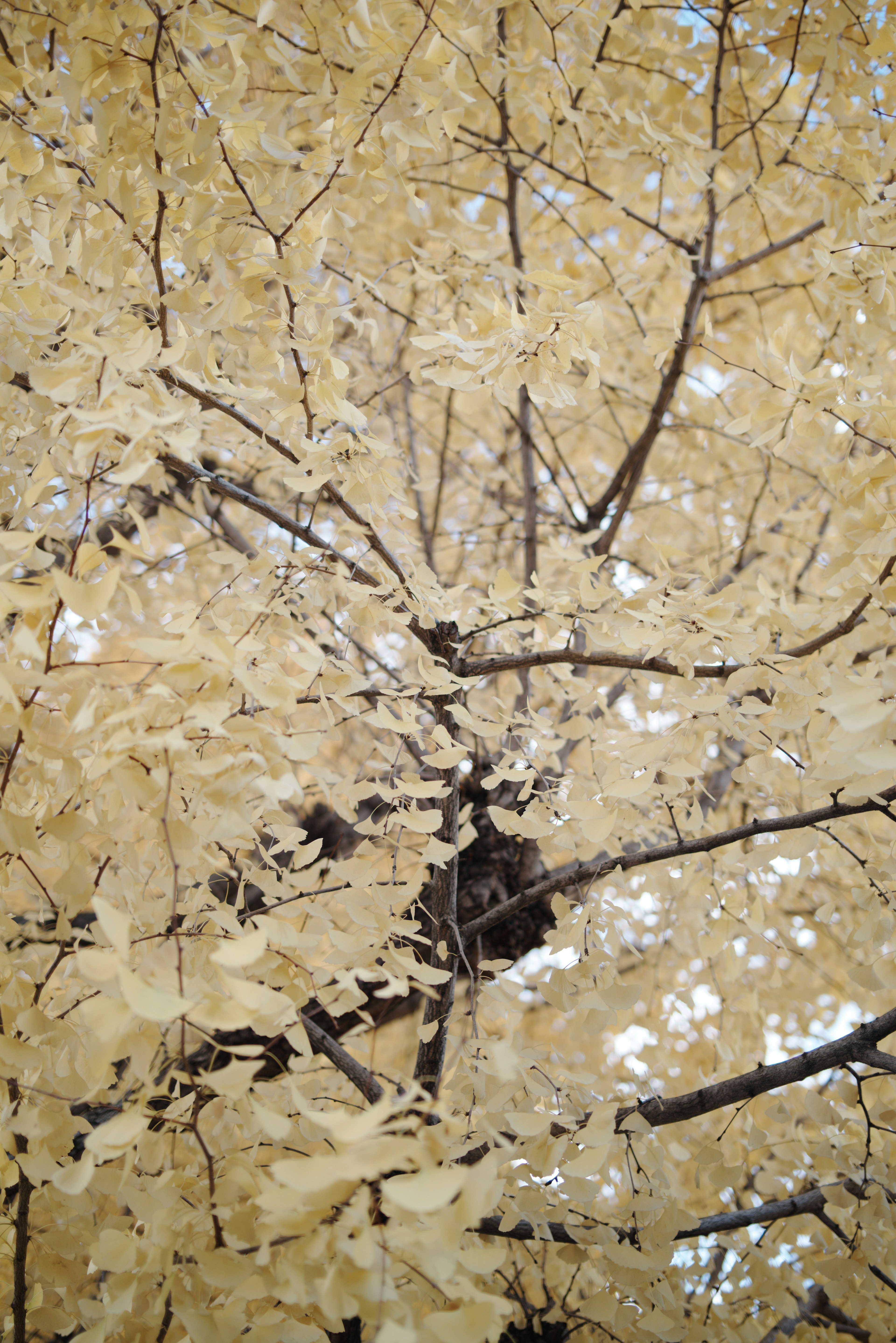 Close-up of tree branches covered in yellow leaves