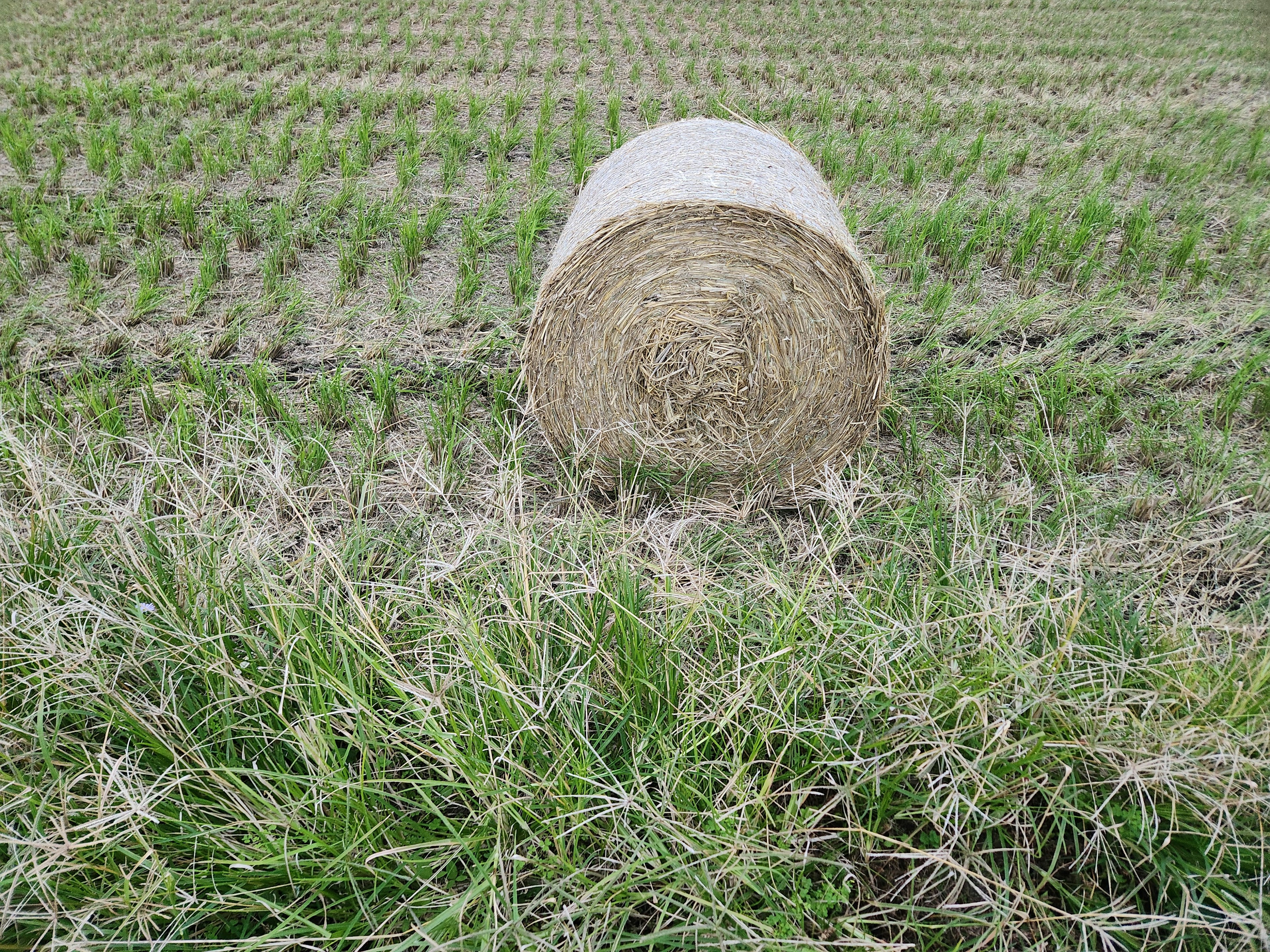 Roll of hay in a green rice field