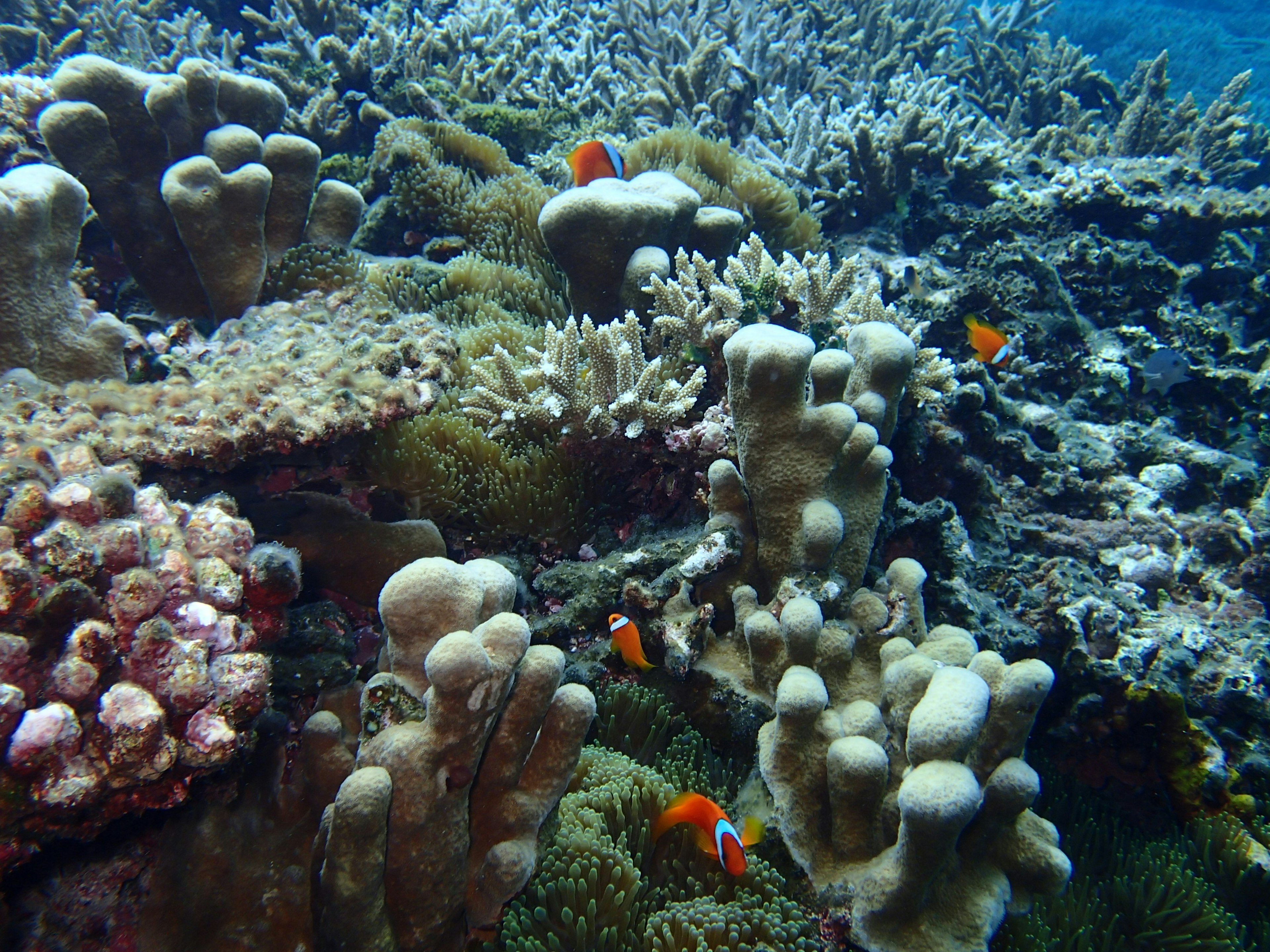 Escena submarina con corales de colores y peces payaso naranjas