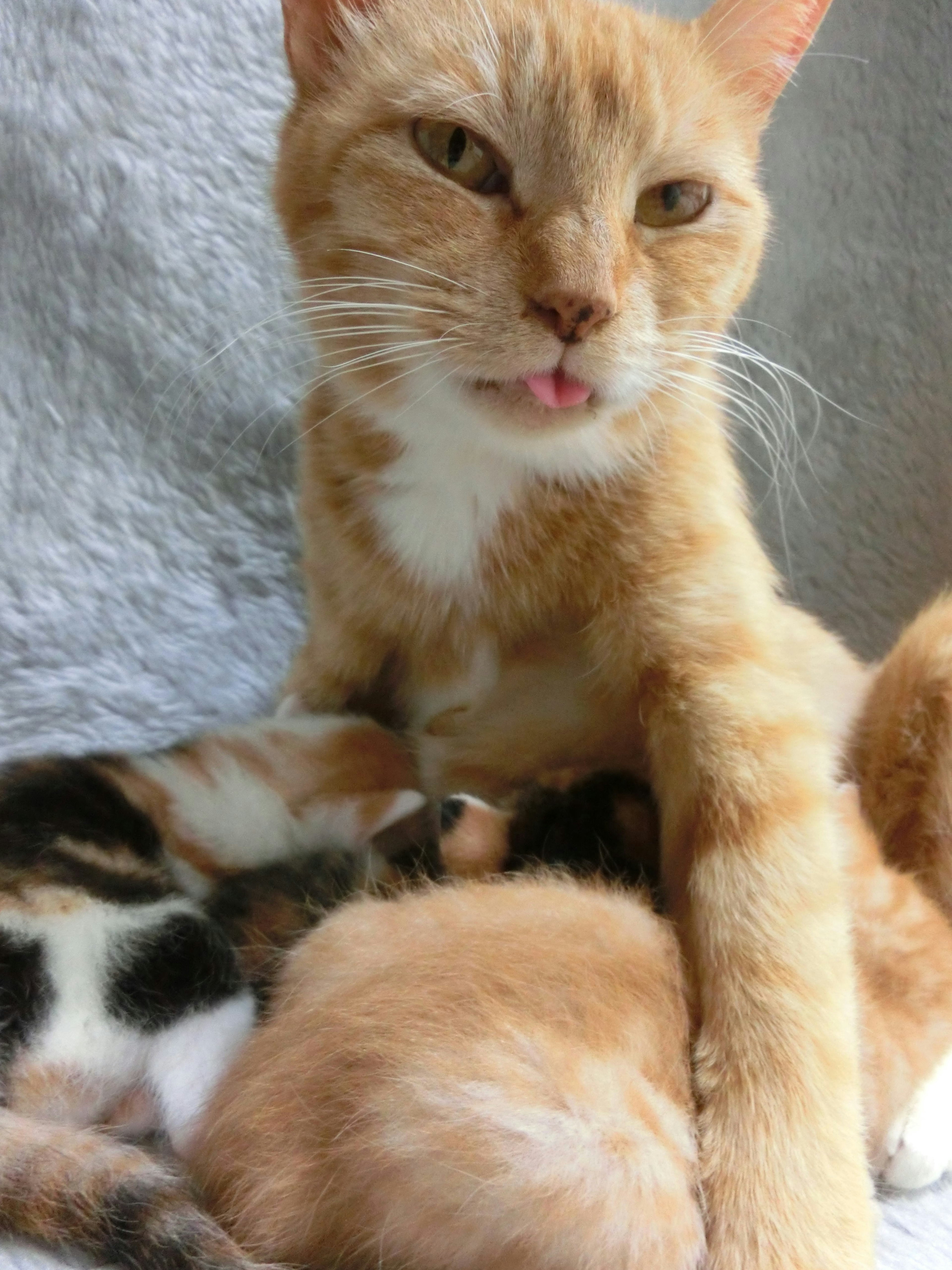 Orange Katze stillt ihre Kätzchen in einer gemütlichen Umgebung