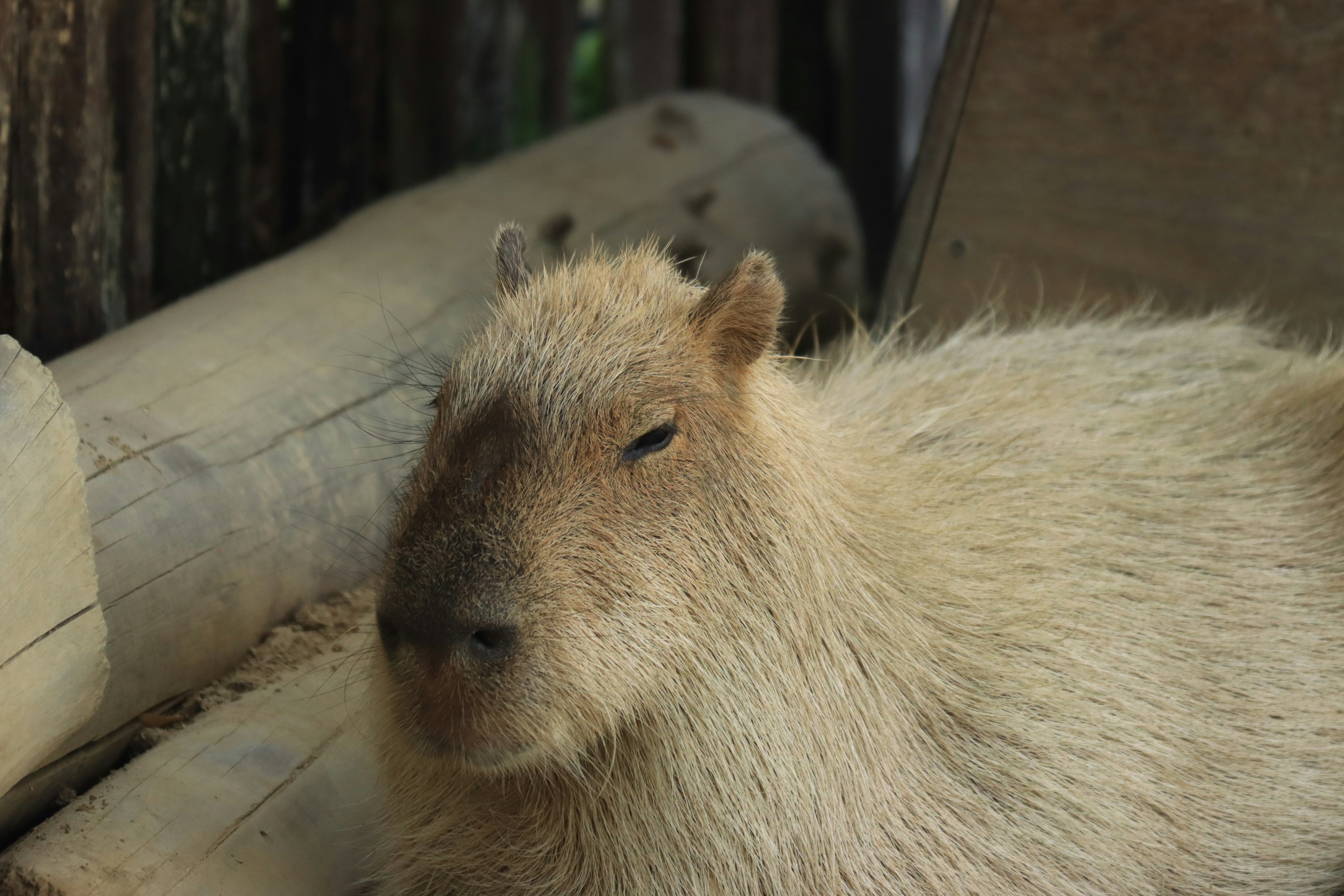 Gambar close-up dari capybara yang santai