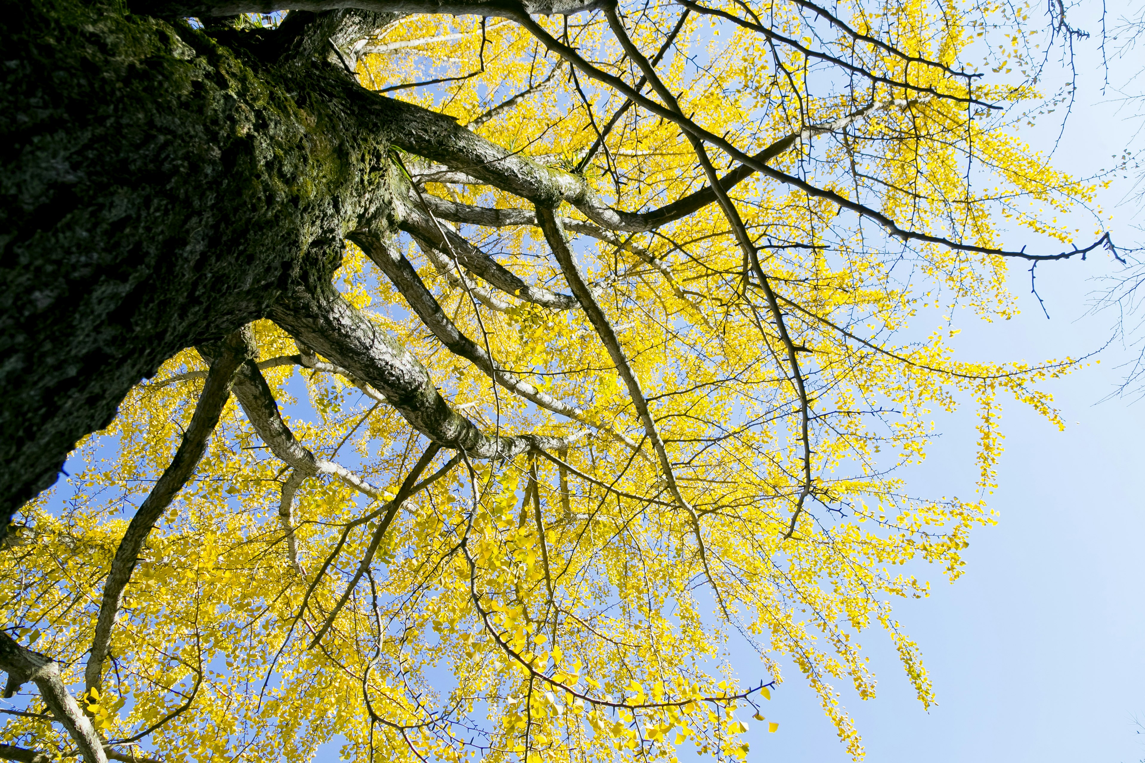 Vista desde abajo de un árbol con hojas amarillas vibrantes