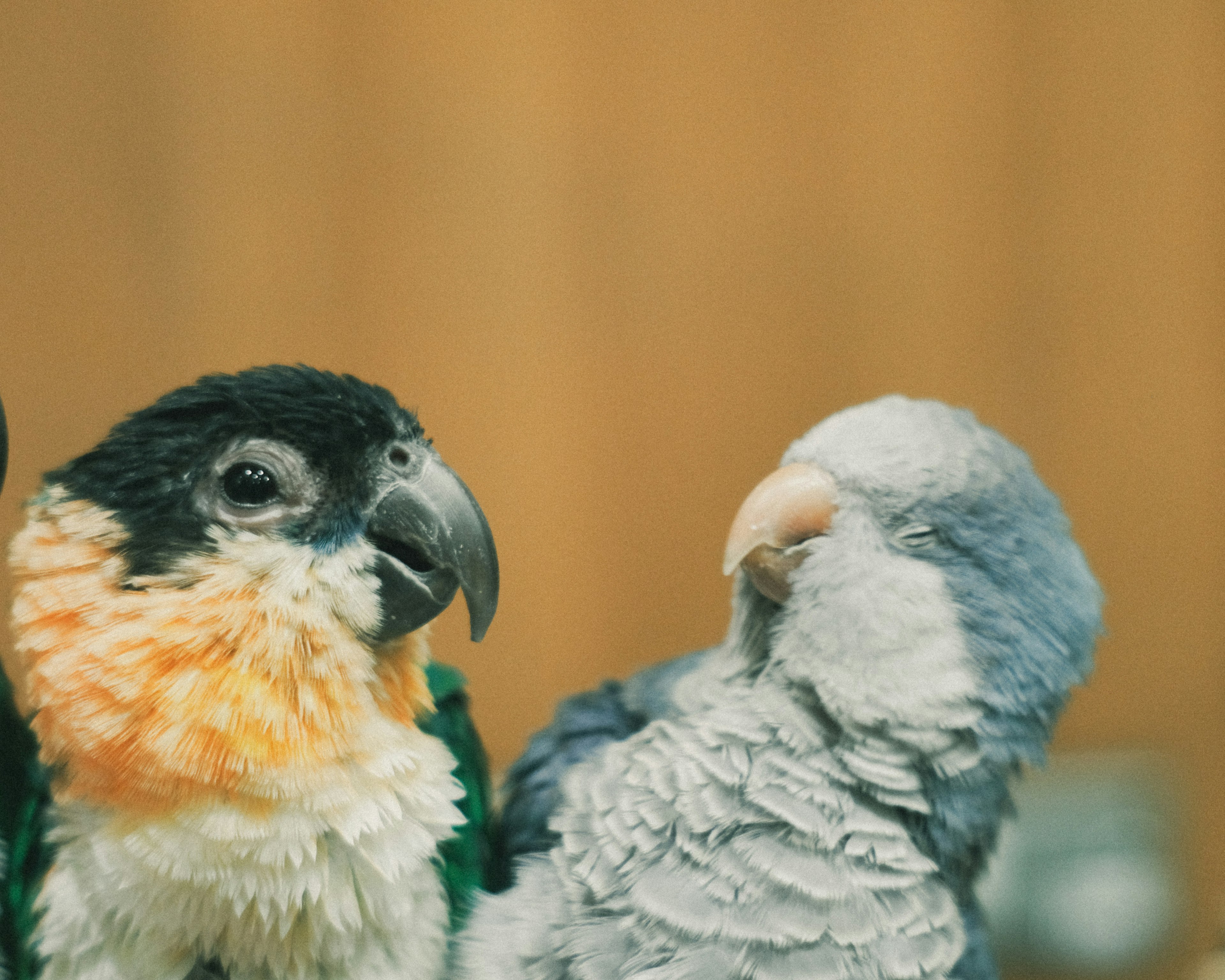 Dos aves coloridas acurrucadas juntas