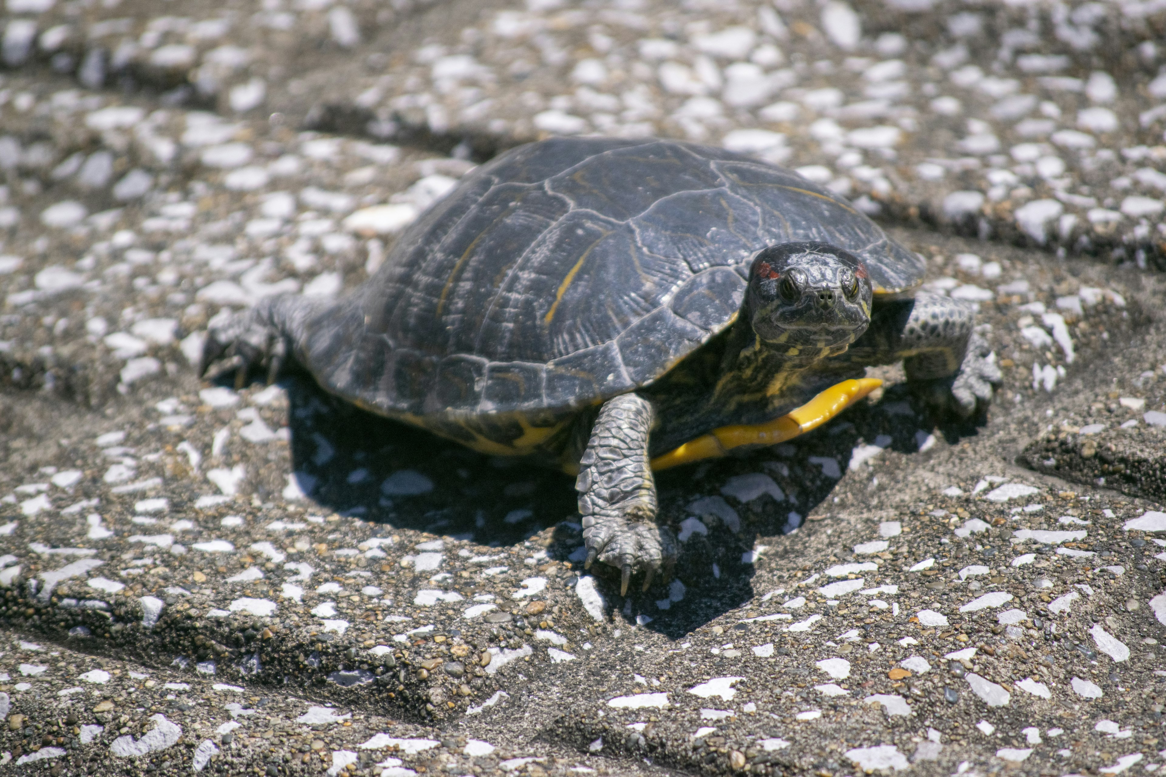 A turtle walking on a concrete surface