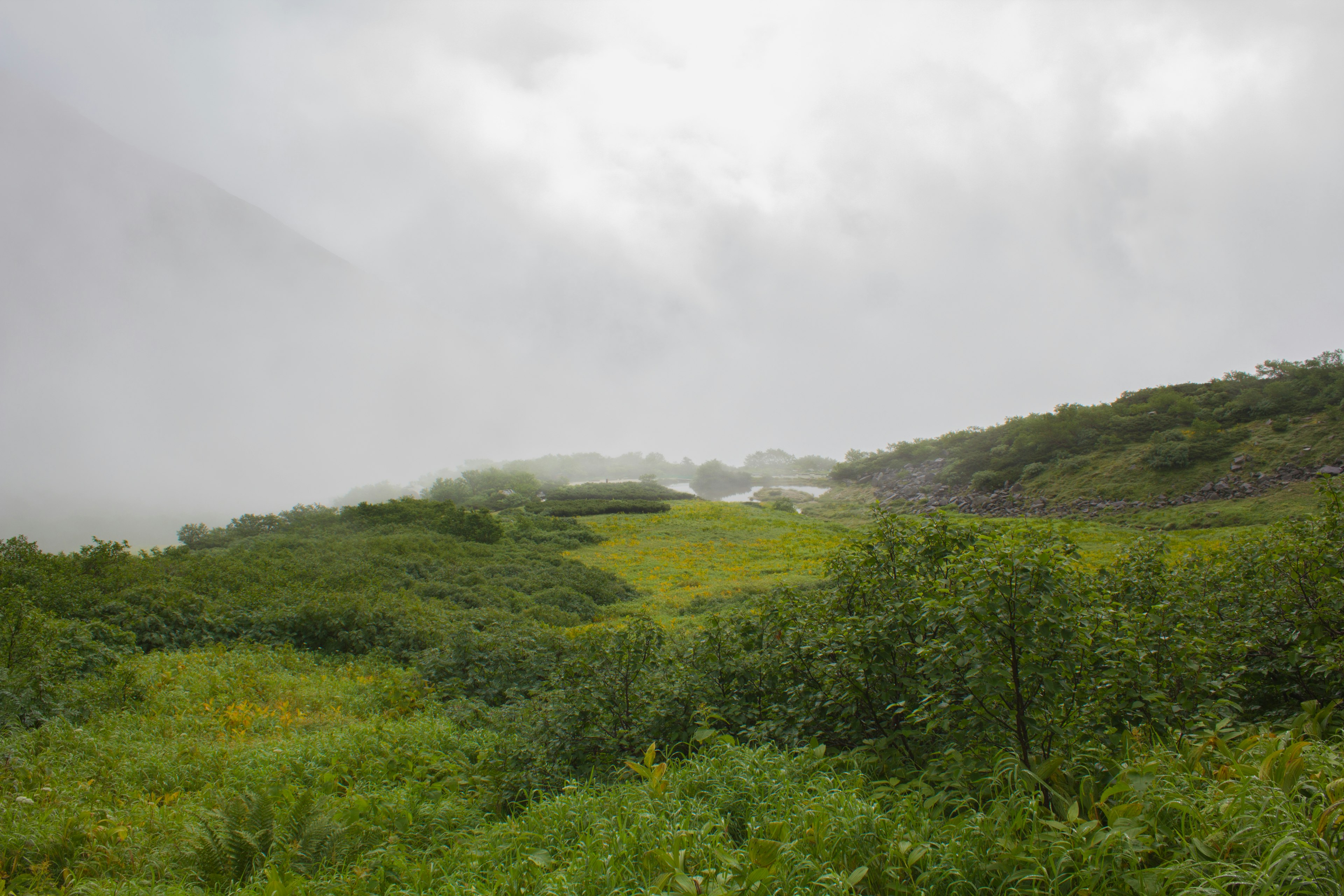 Paesaggio verde lussureggiante avvolto nella nebbia con montagne in lontananza