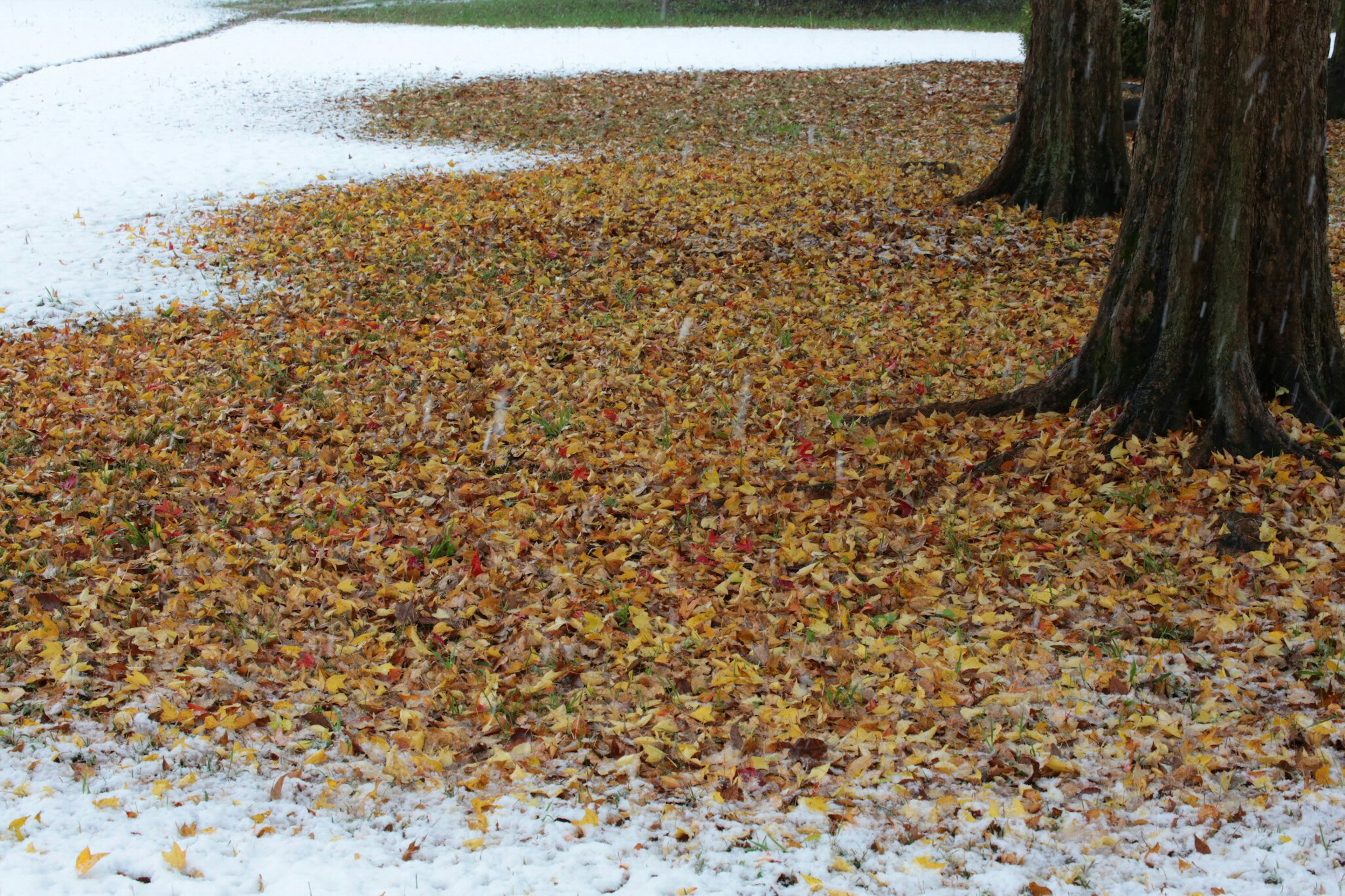 A landscape with fallen leaves scattered on snow