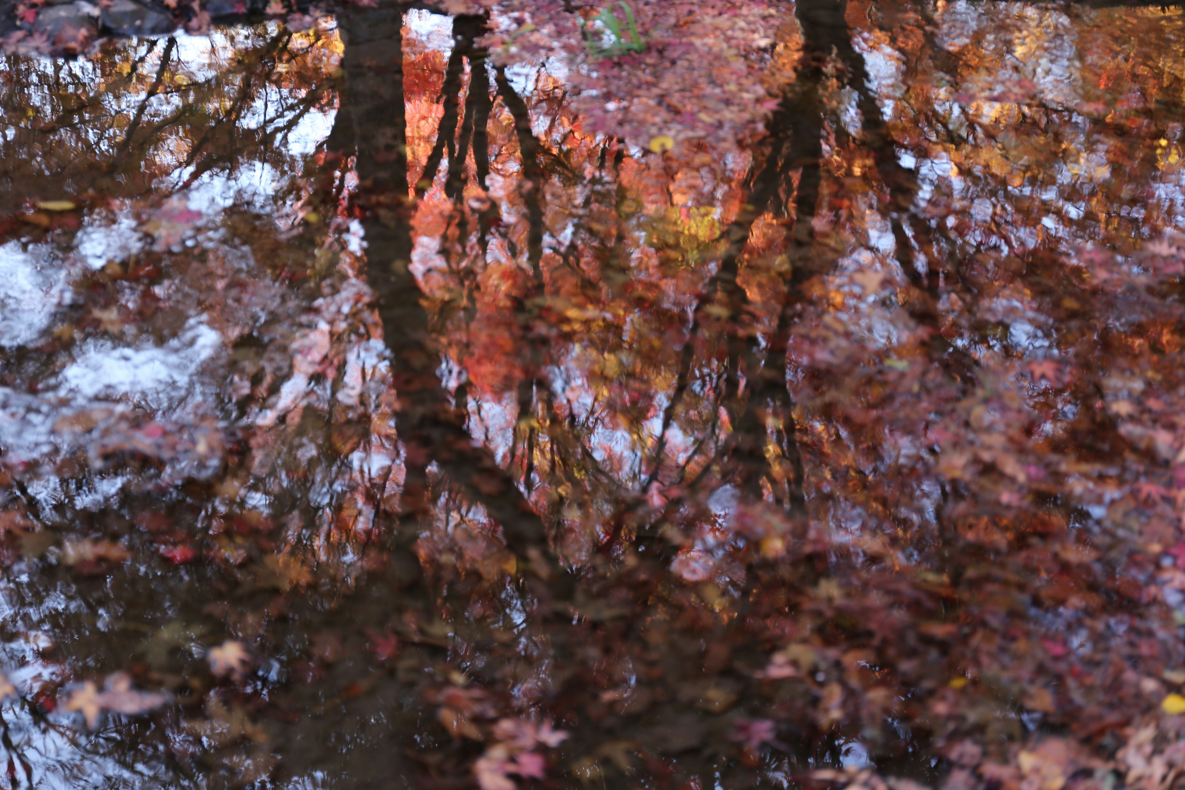 Riflesso di foglie autunnali e alberi sulla superficie dell'acqua