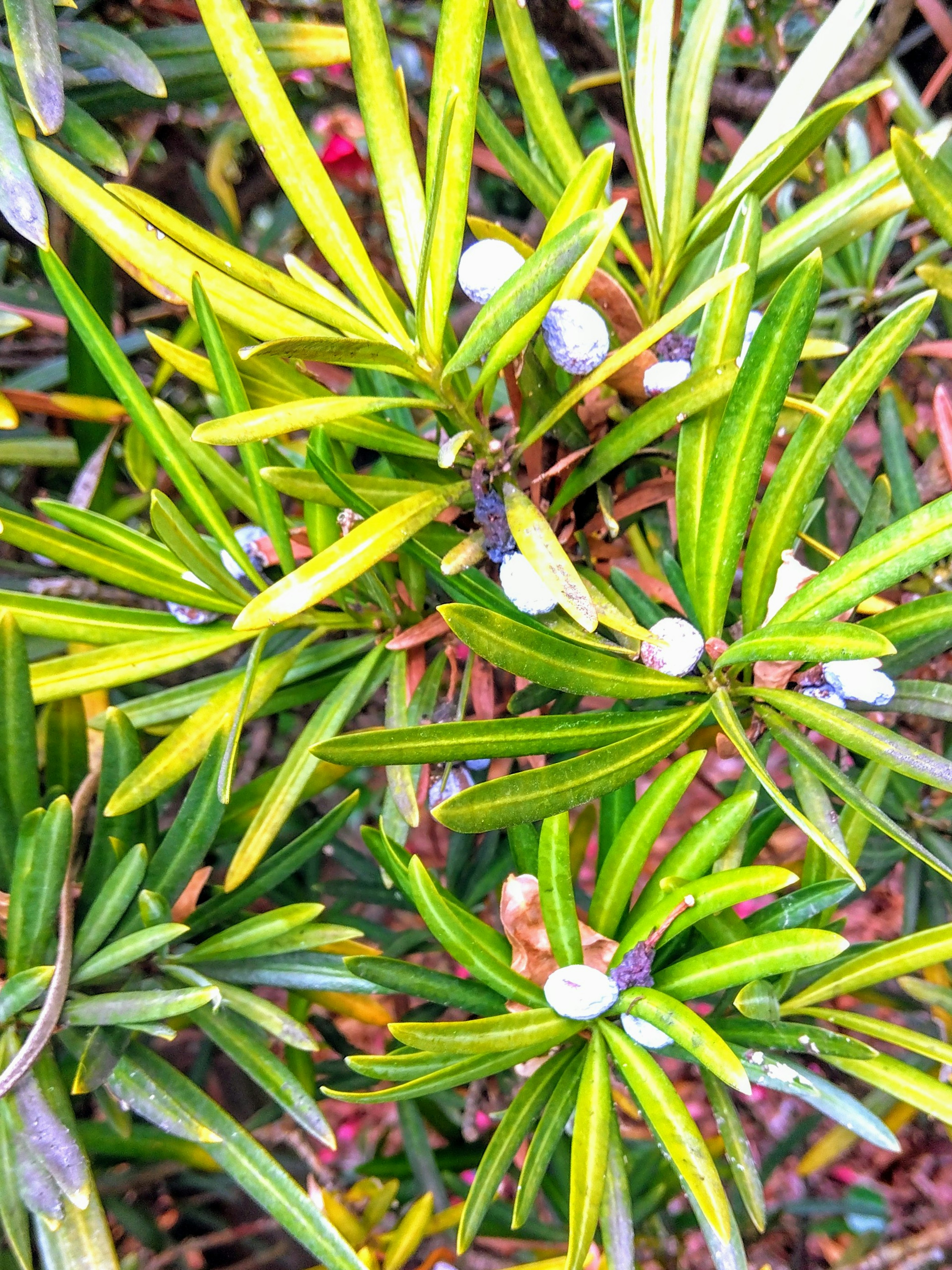 特写植物，绿色叶子和小白色球形果实