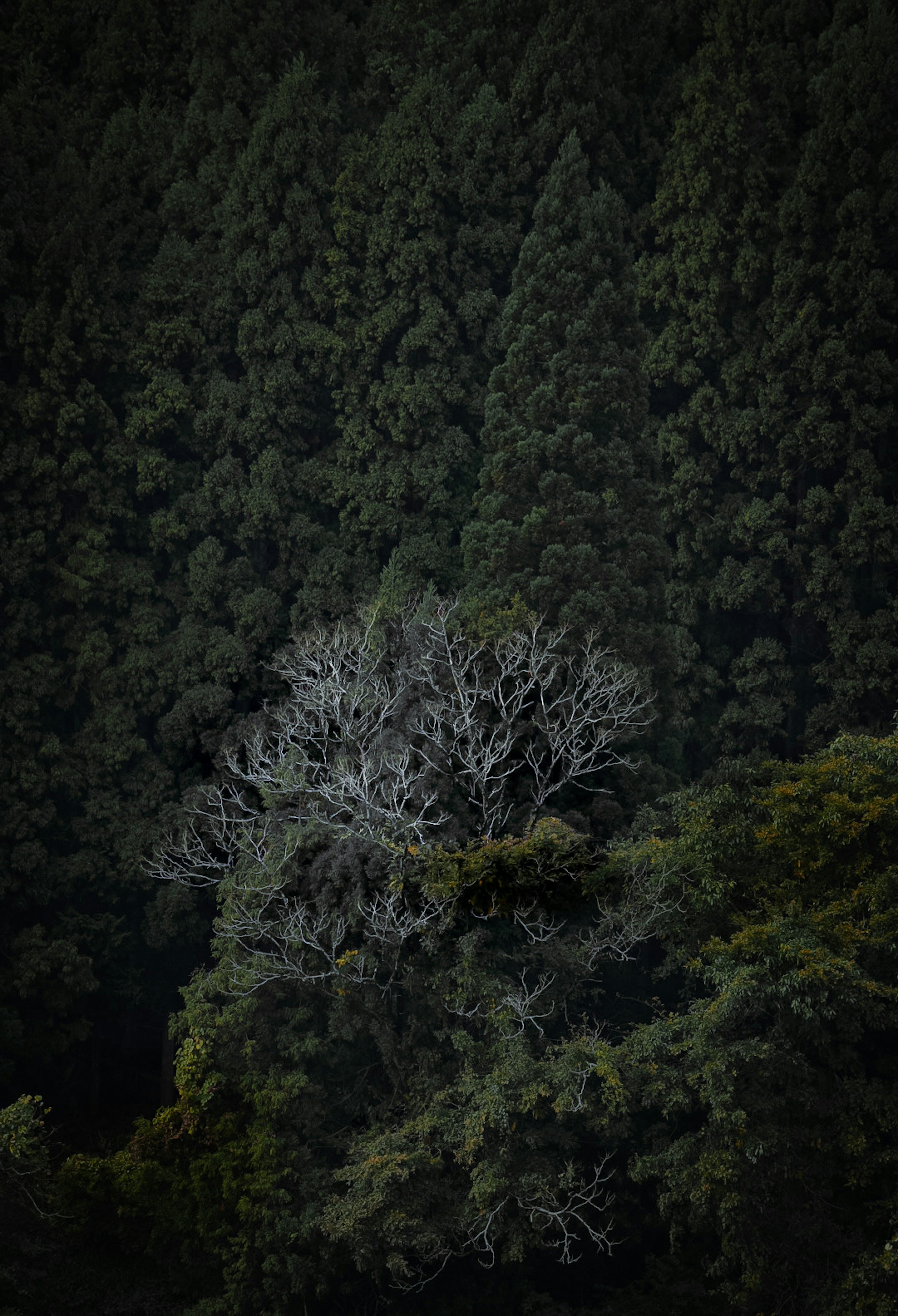 Ein weißer Baum, der in einem dunklen Wald herausragt