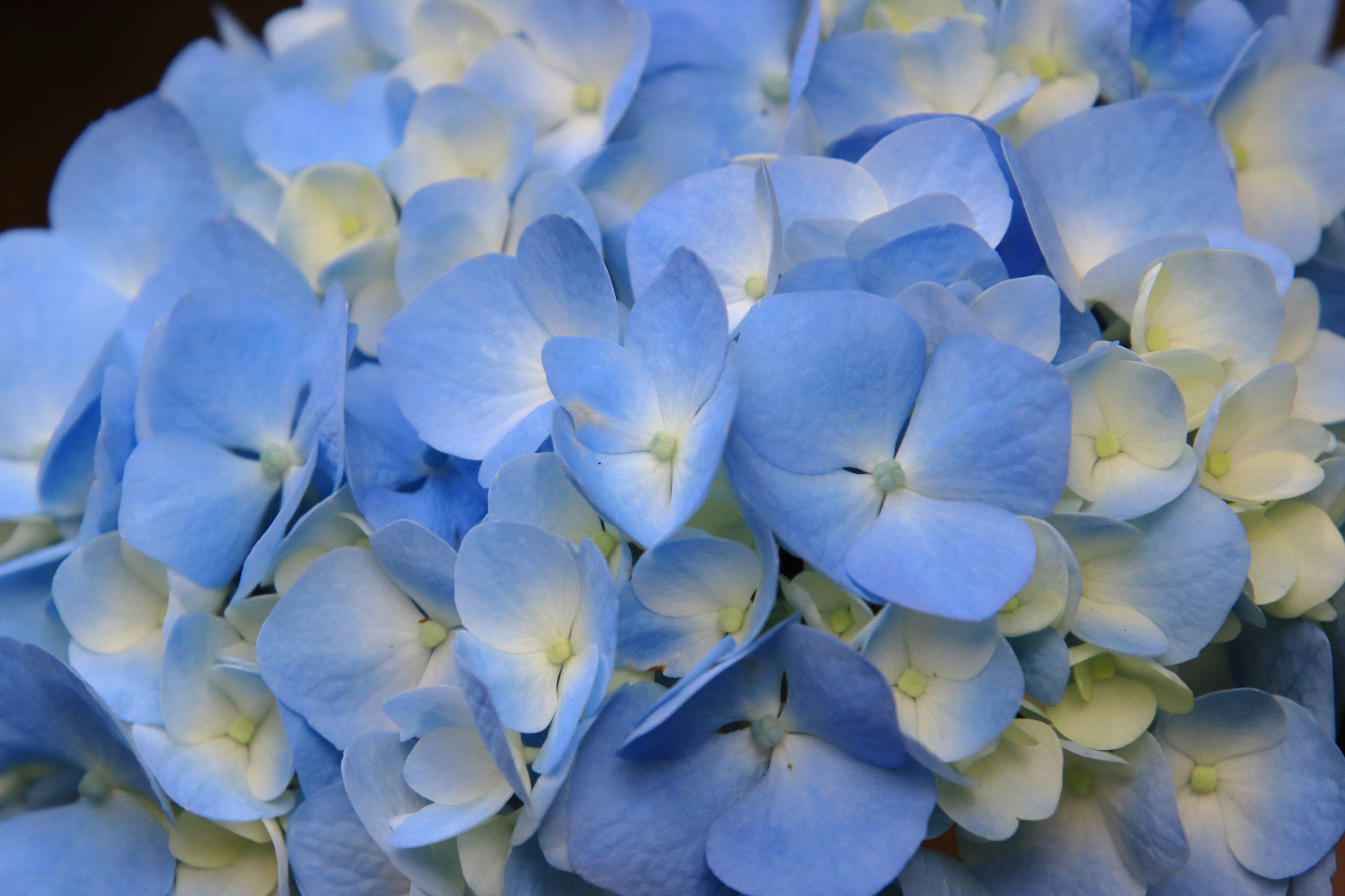 Gros plan de belles pétales de hortensia bleues densément regroupées