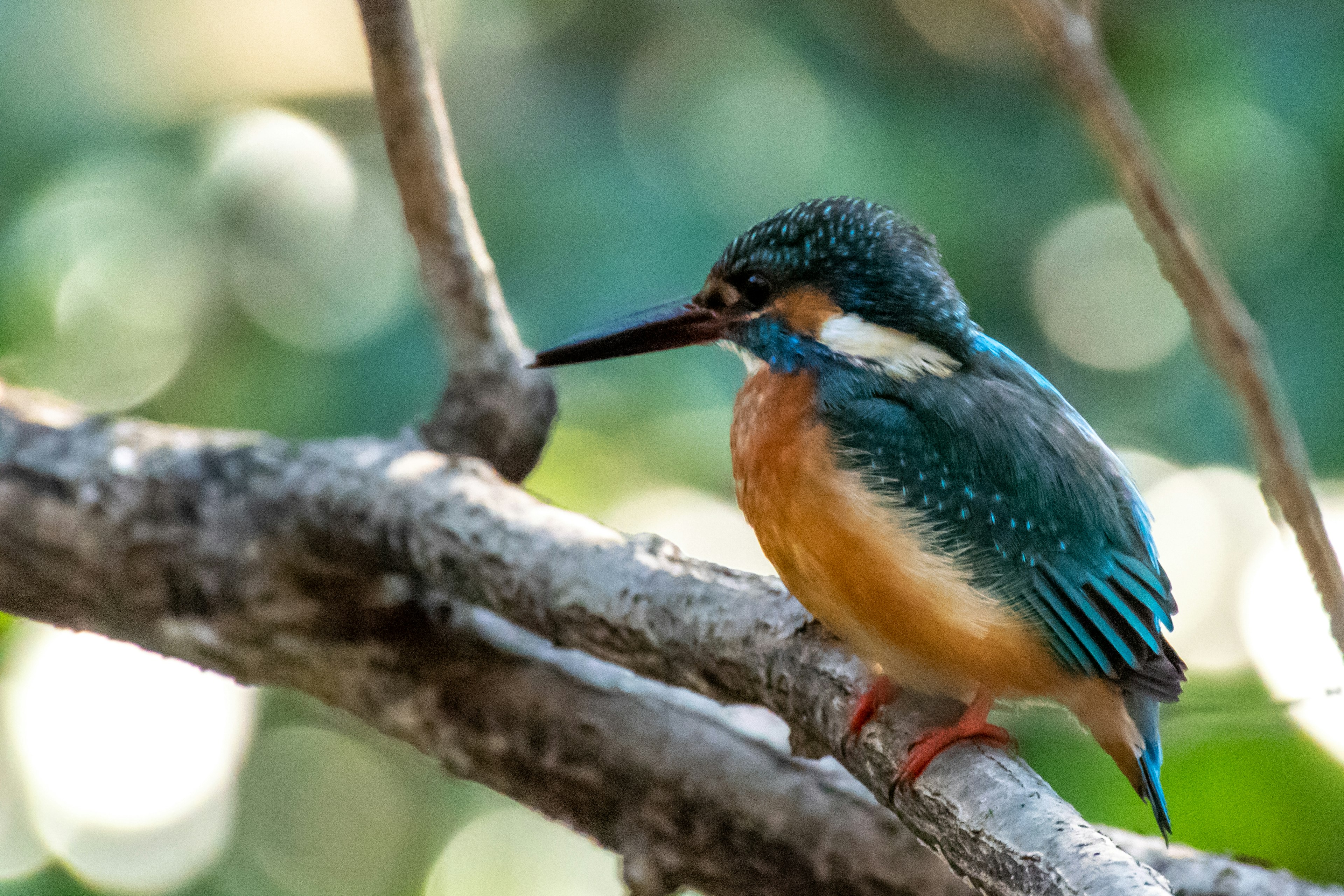 A beautiful kingfisher perched on a branch