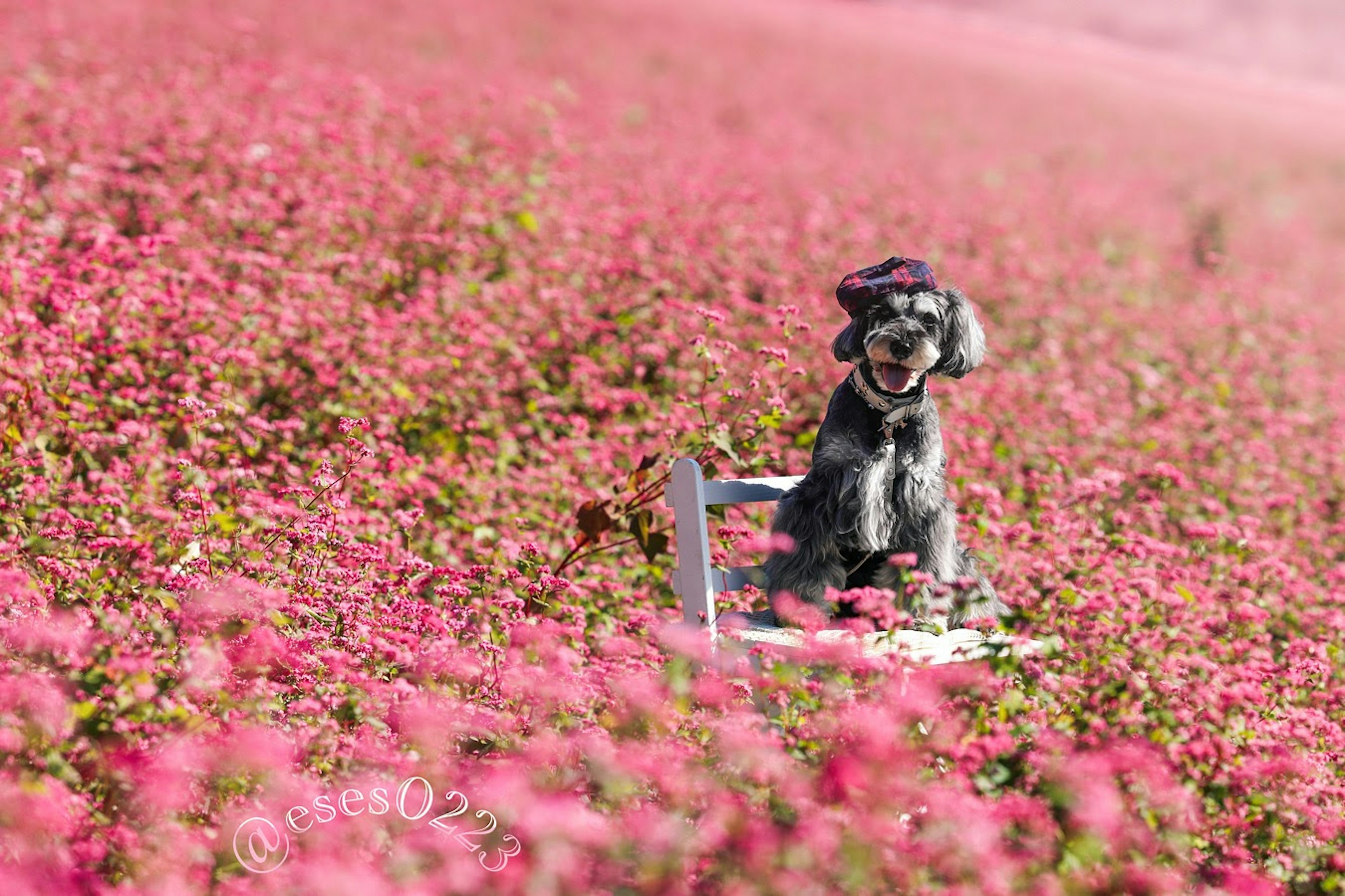 Perro sentado en una silla en un campo de flores rosas