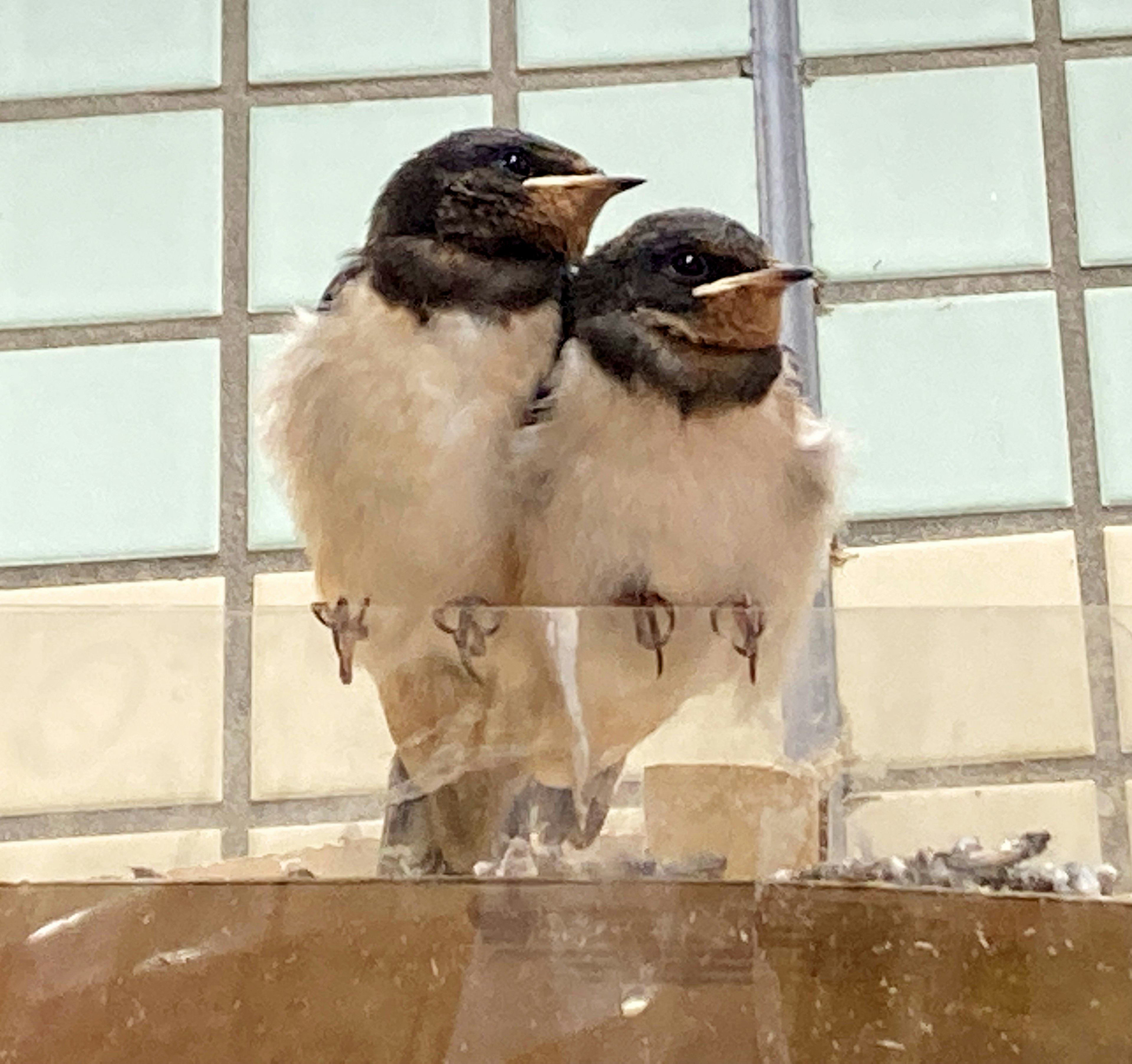 Zwei Küken stehen nahe einem Fenster